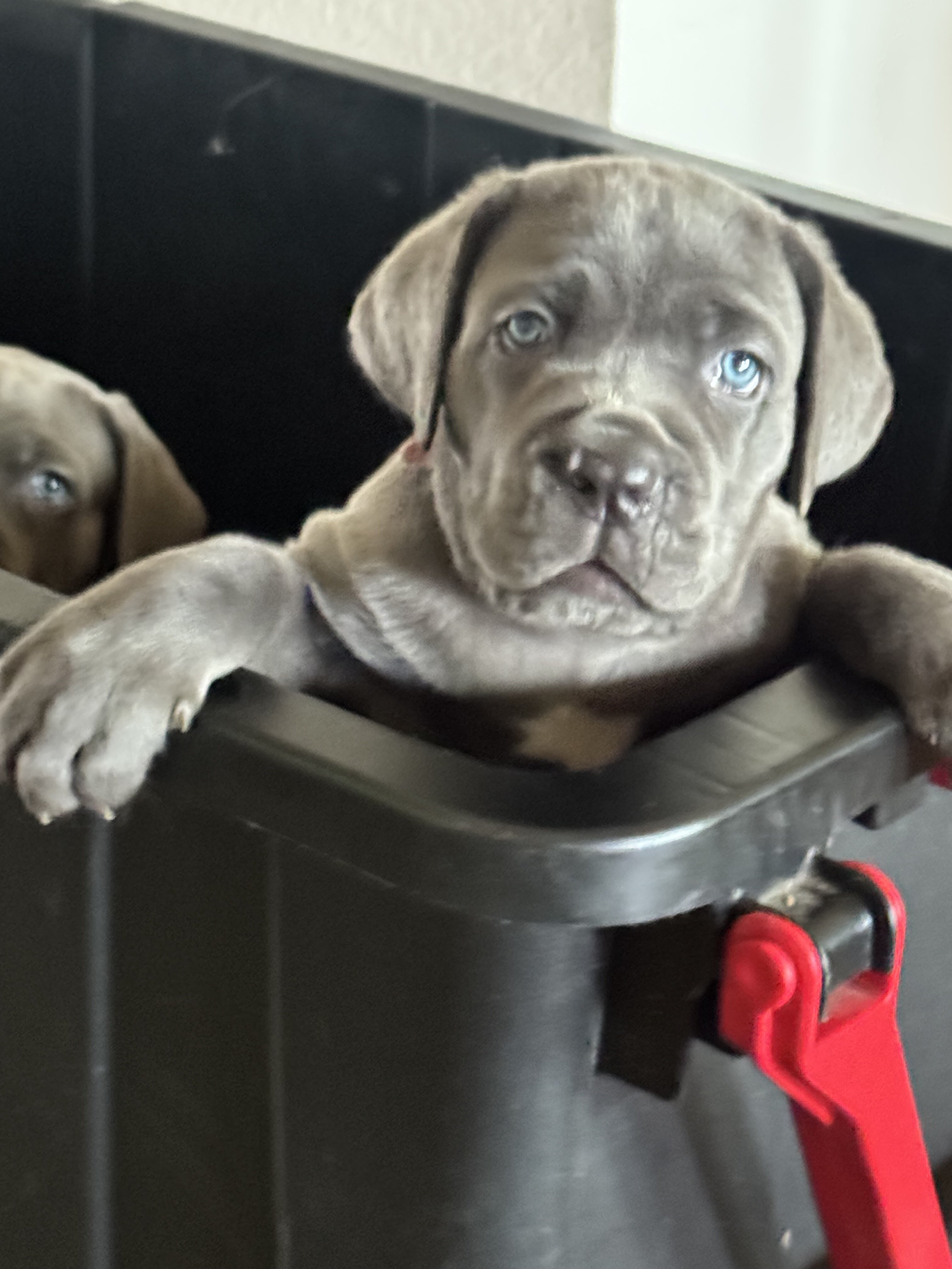 Cane corso image 1