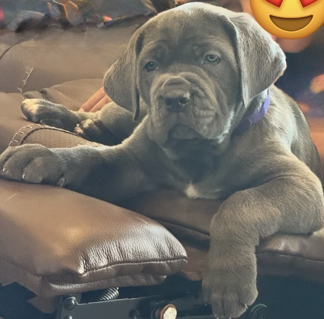 Cane corso image 2