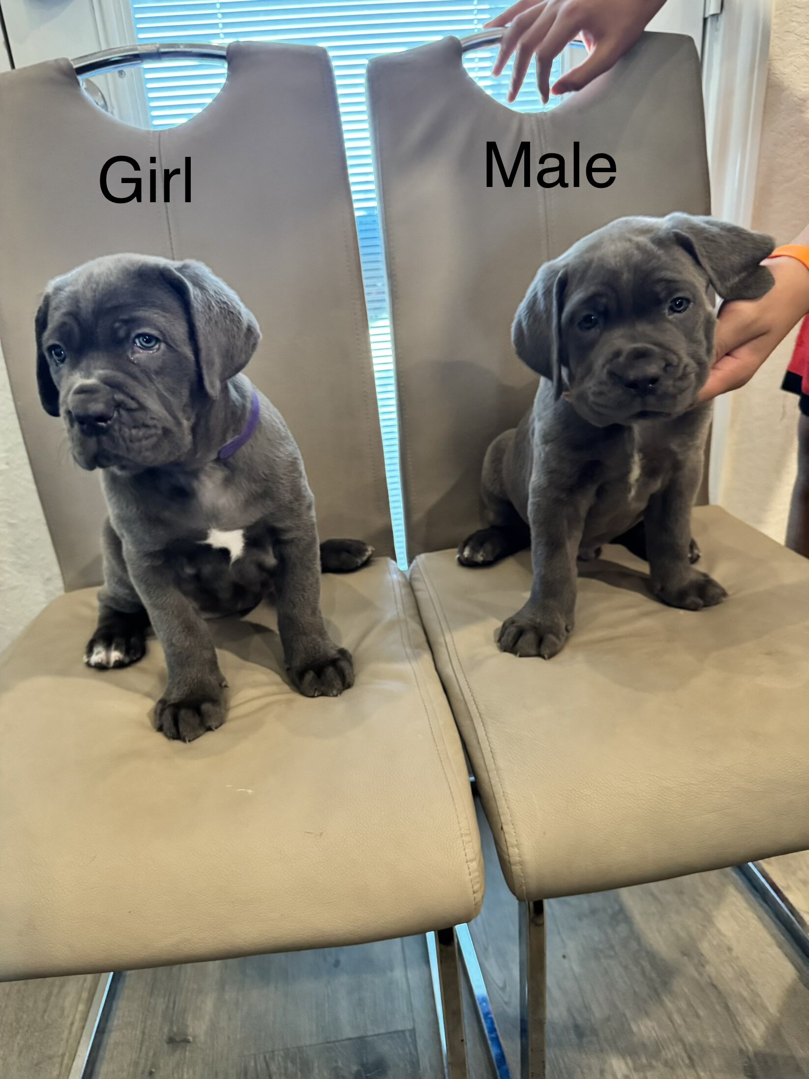 Cane corso image 4
