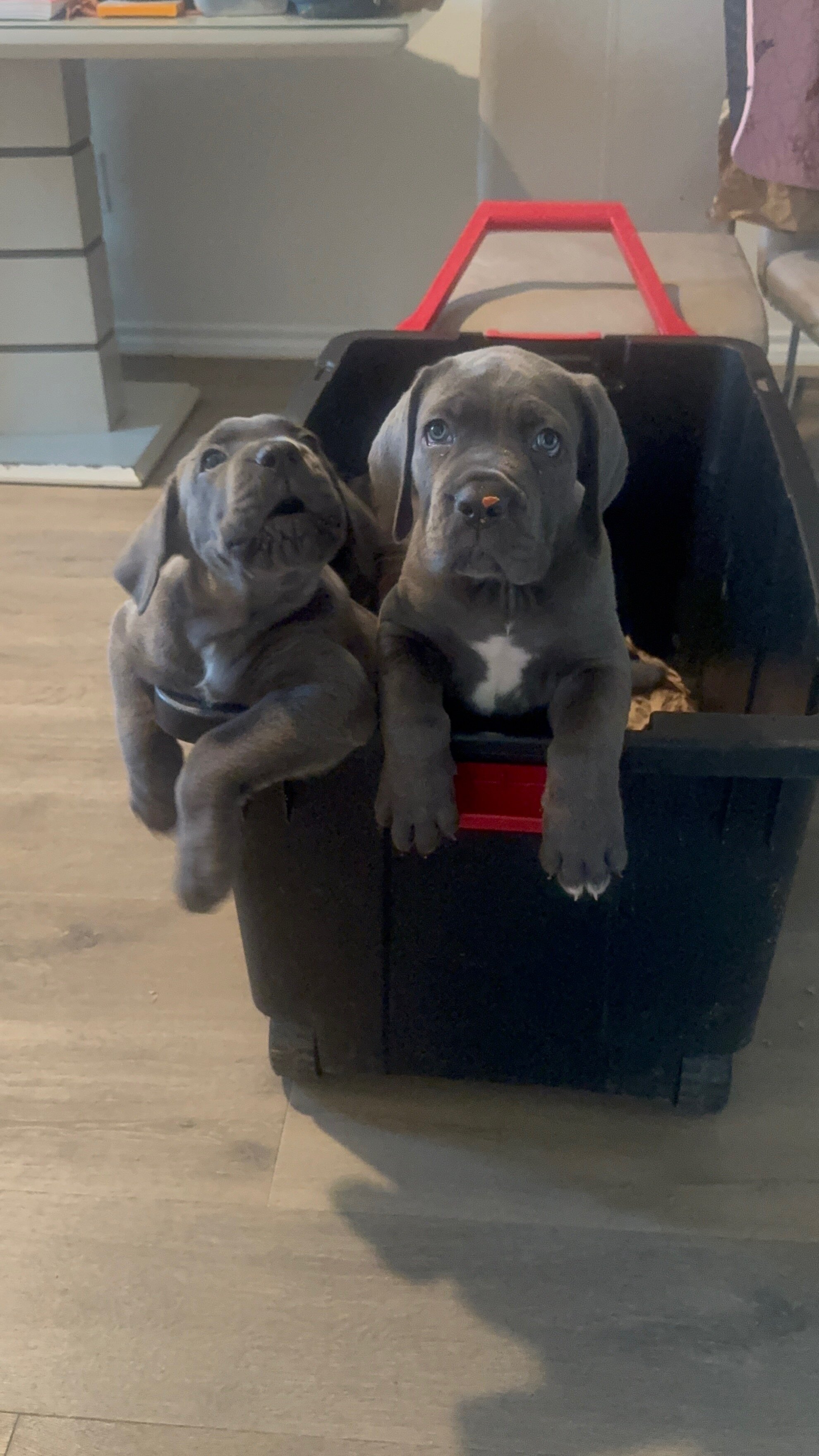 Cane corso image 3