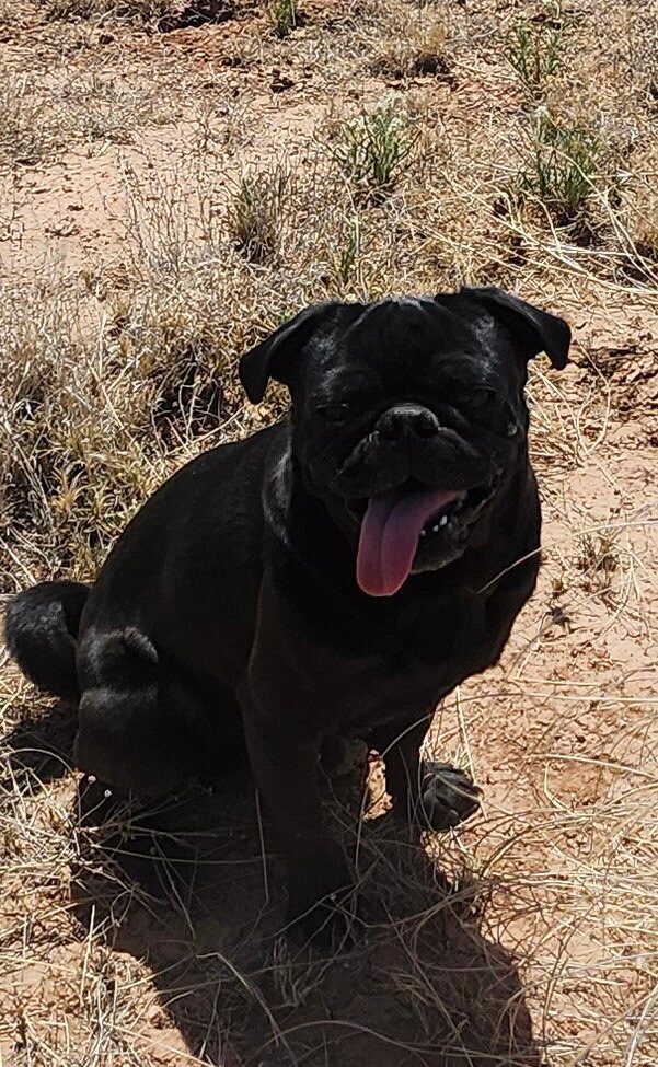 2 year old black pig image 1