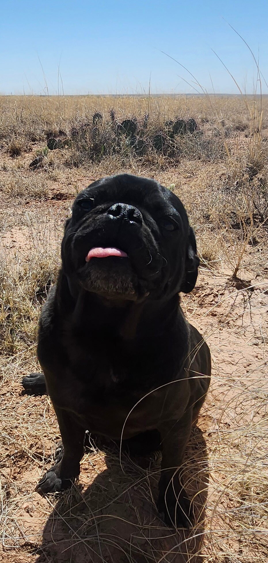 2 year old black pig image 3