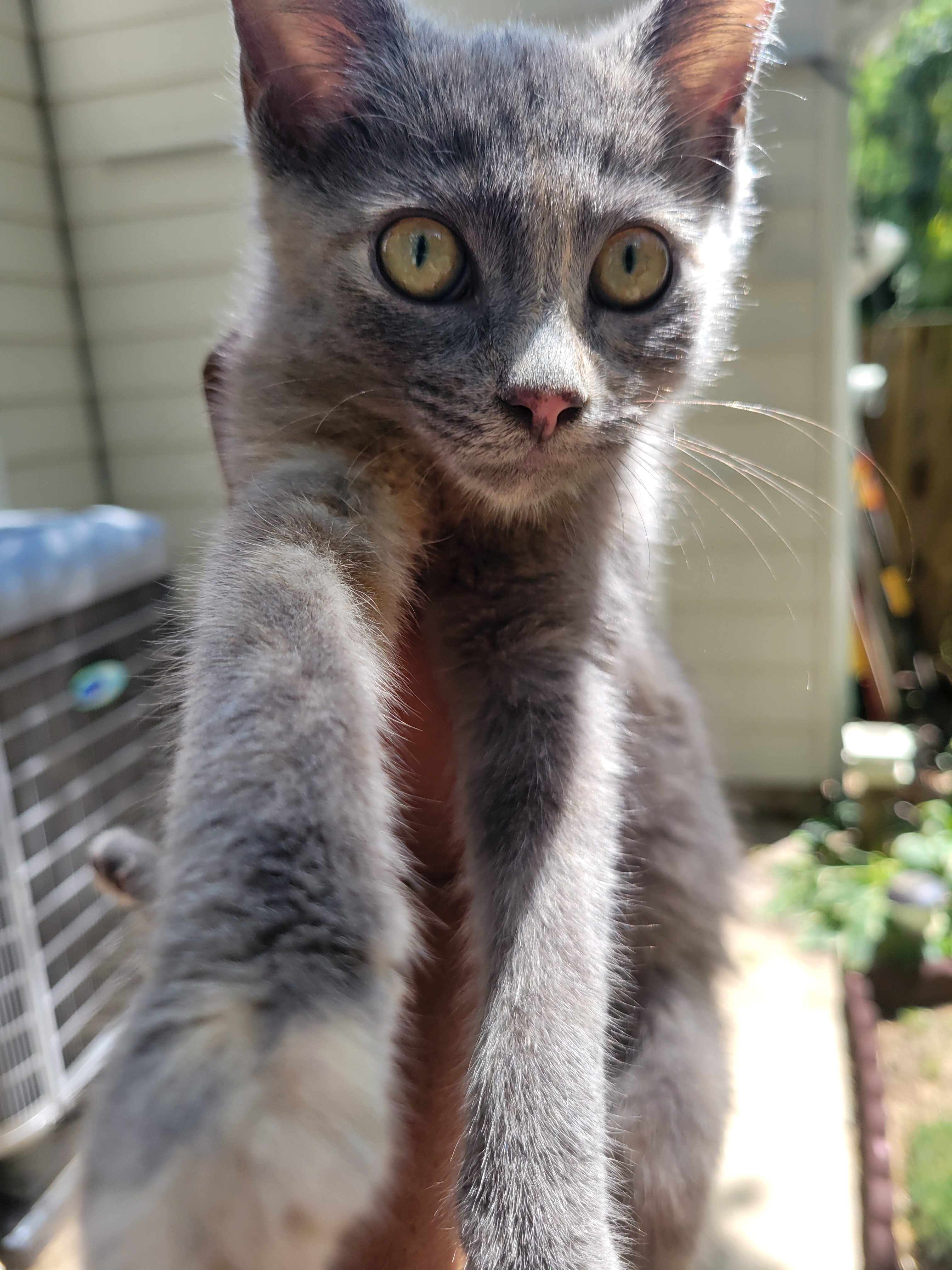 Beautiful Kitten needs a home image 1