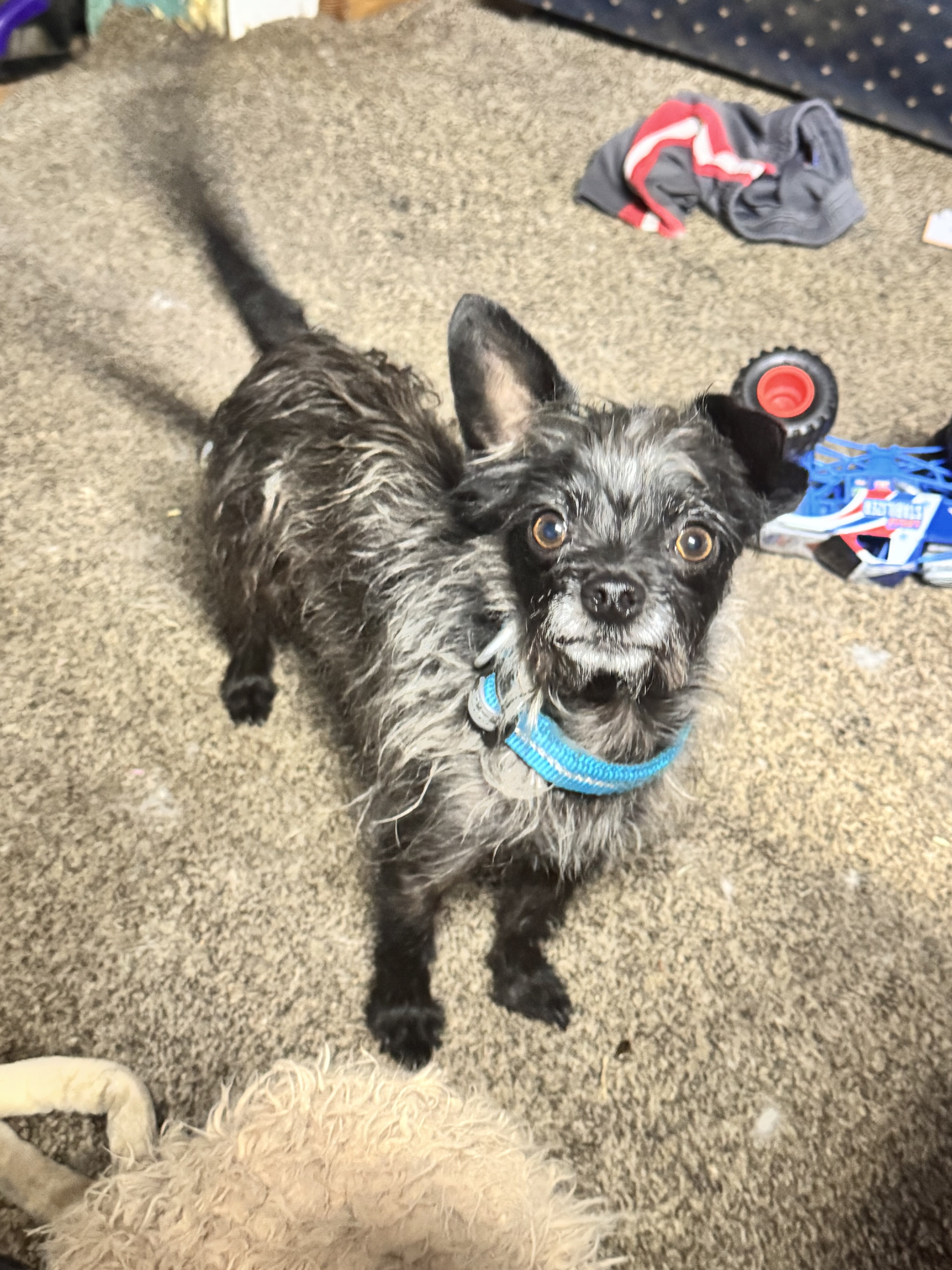 Chihuahua/poodle mix image 1