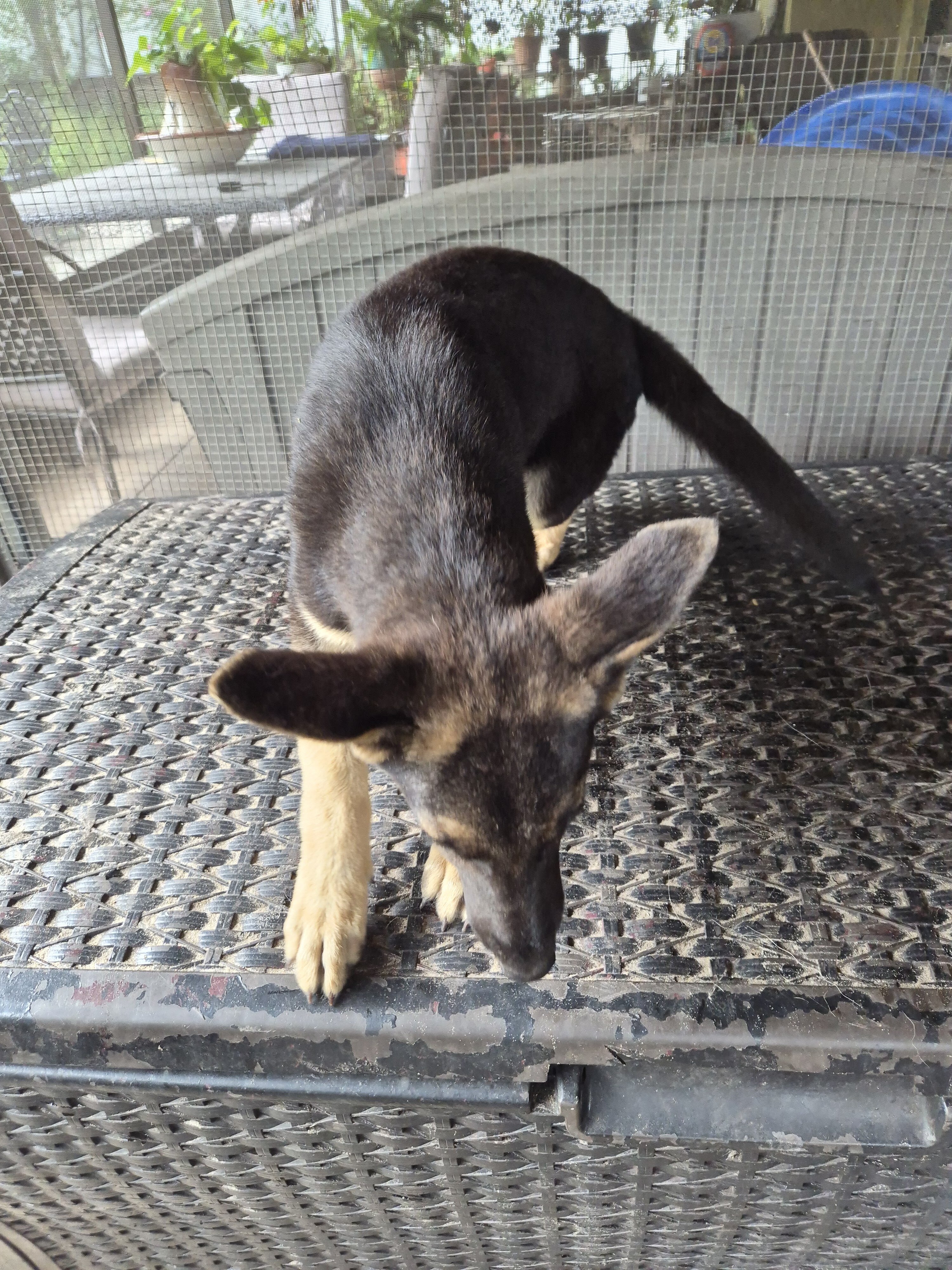 Full blooded German shepherd pup image 5