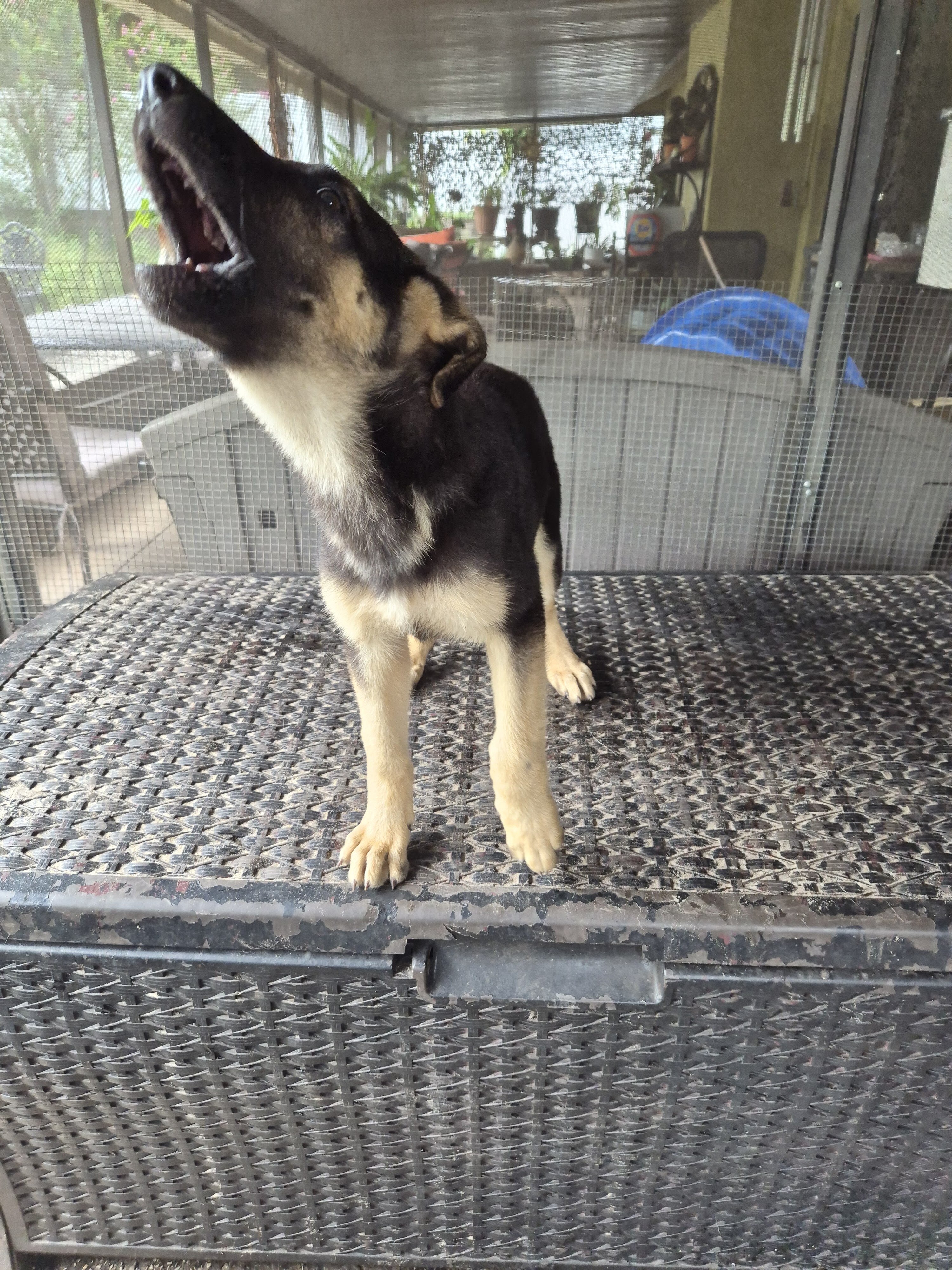 Full blooded German shepherd pup image 7