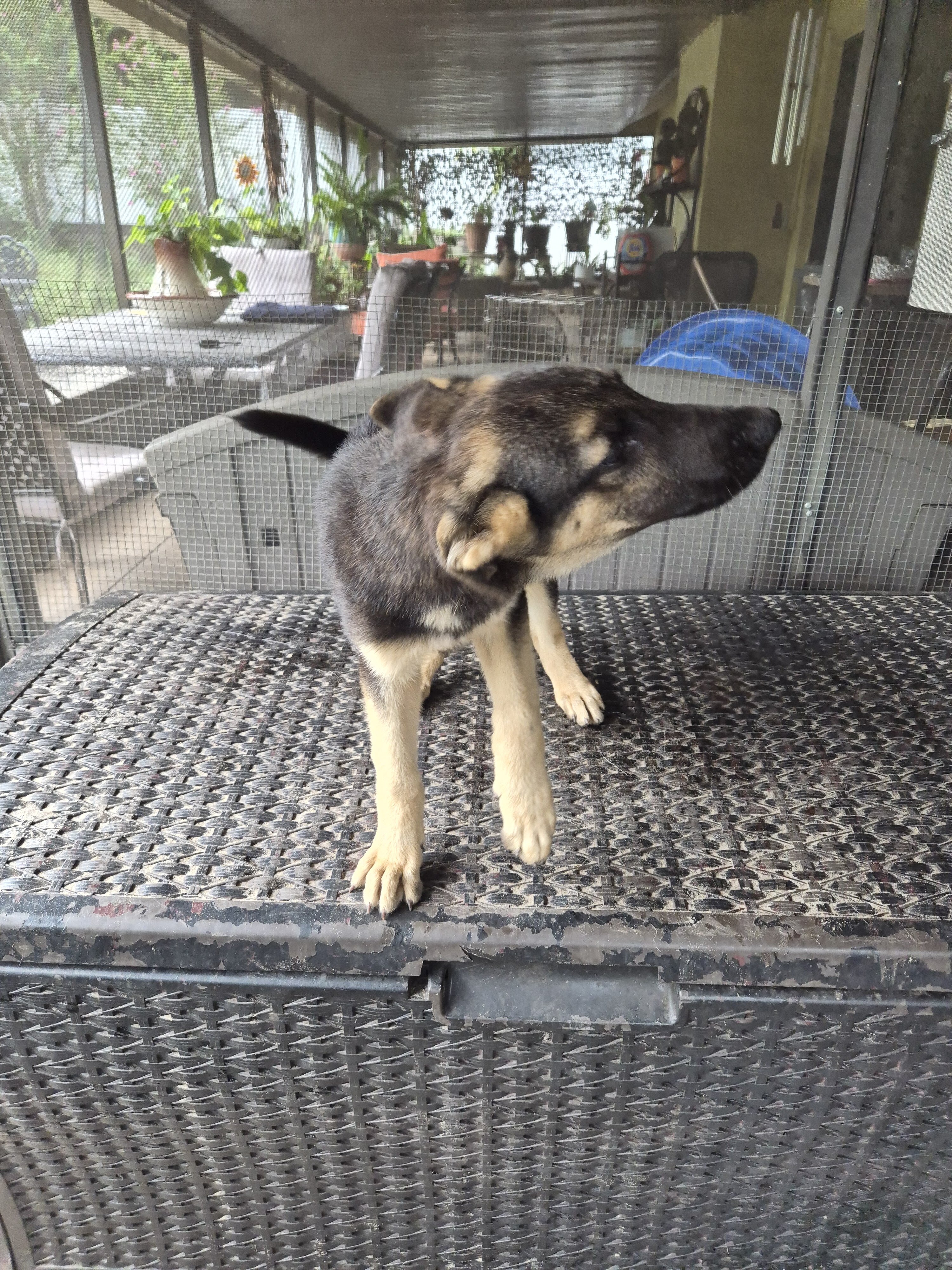 Full blooded German shepherd pup image 6