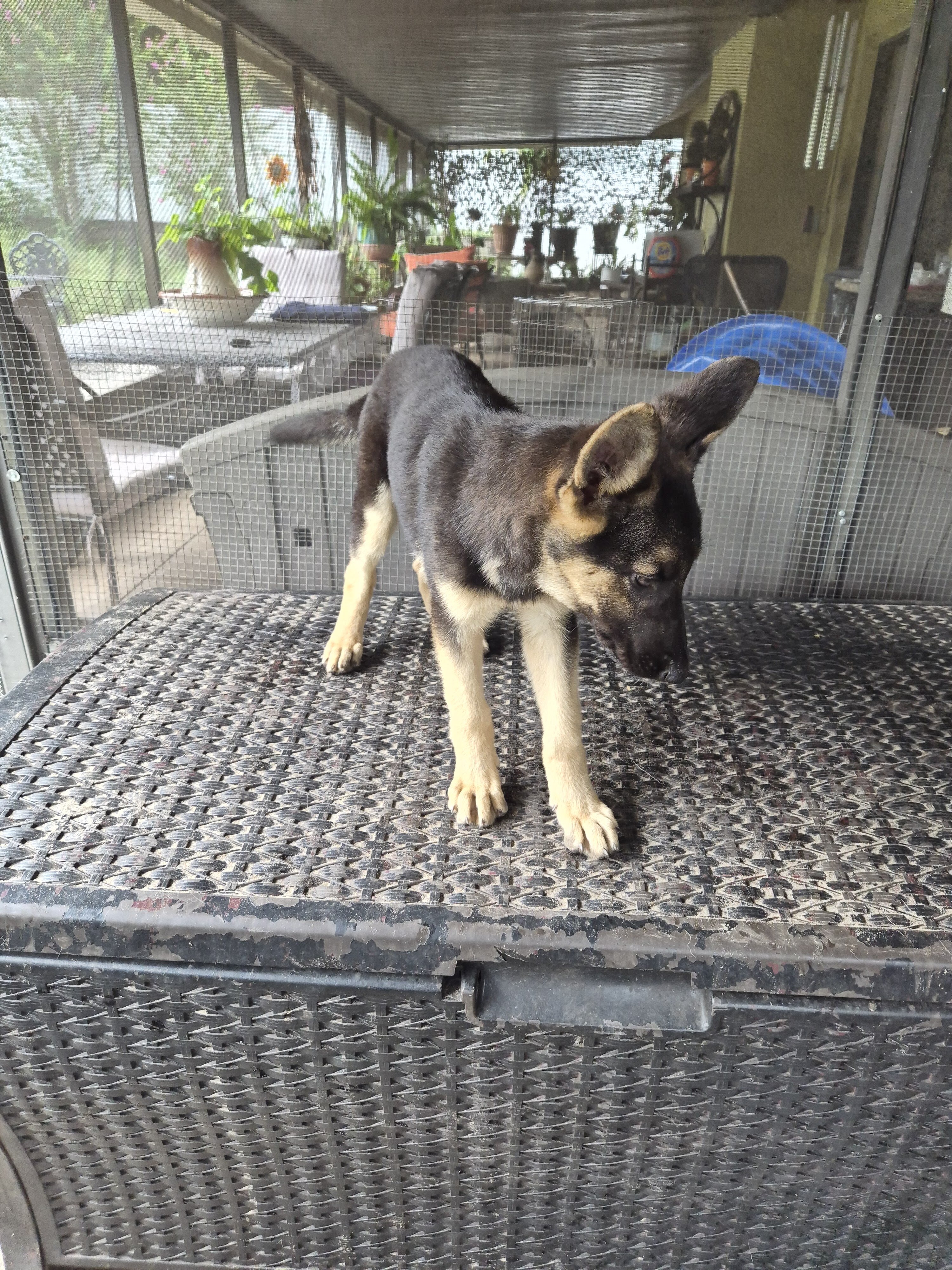 Full blooded German shepherd pup image 4