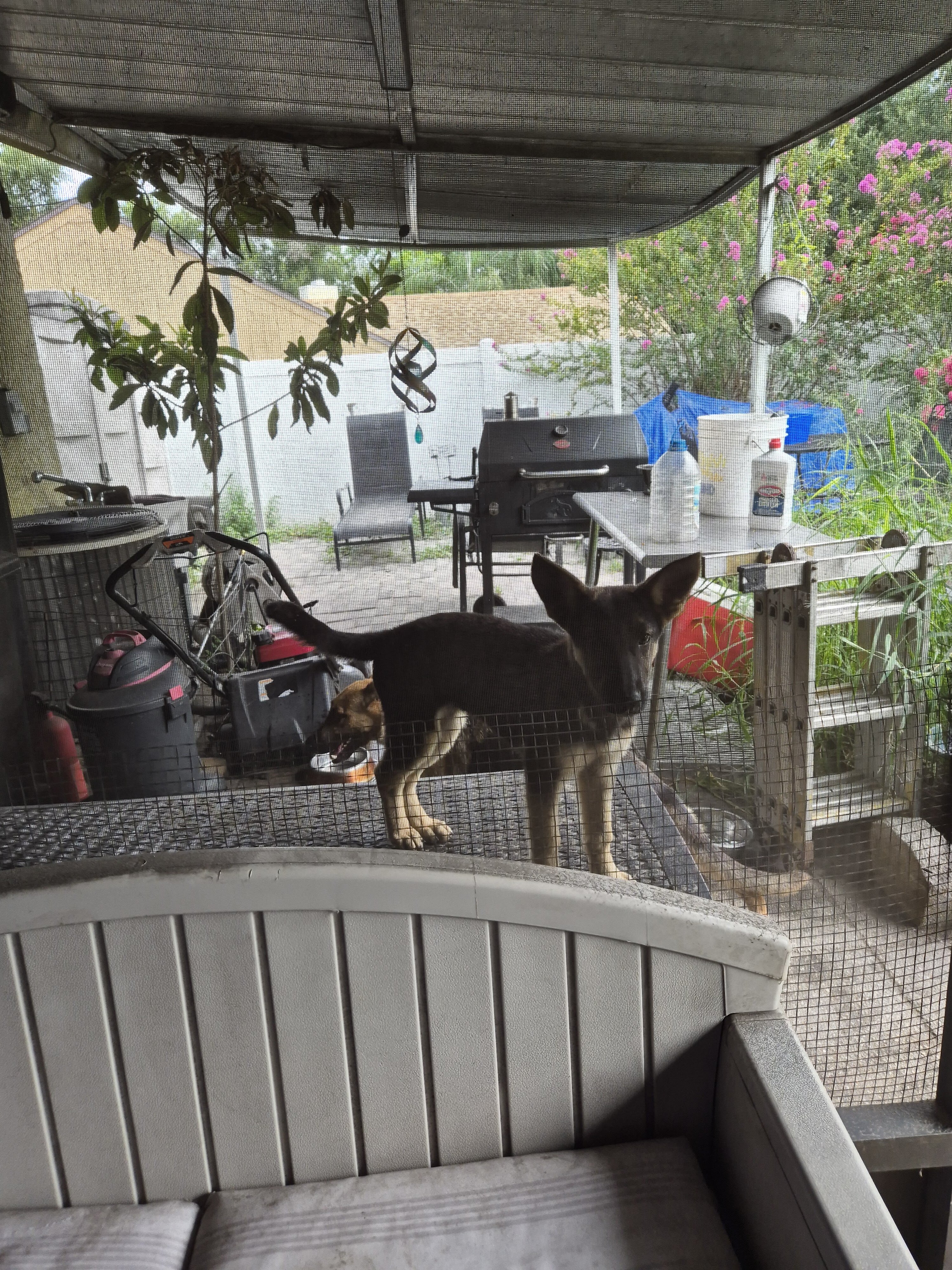Full blooded German shepherd pup image 3