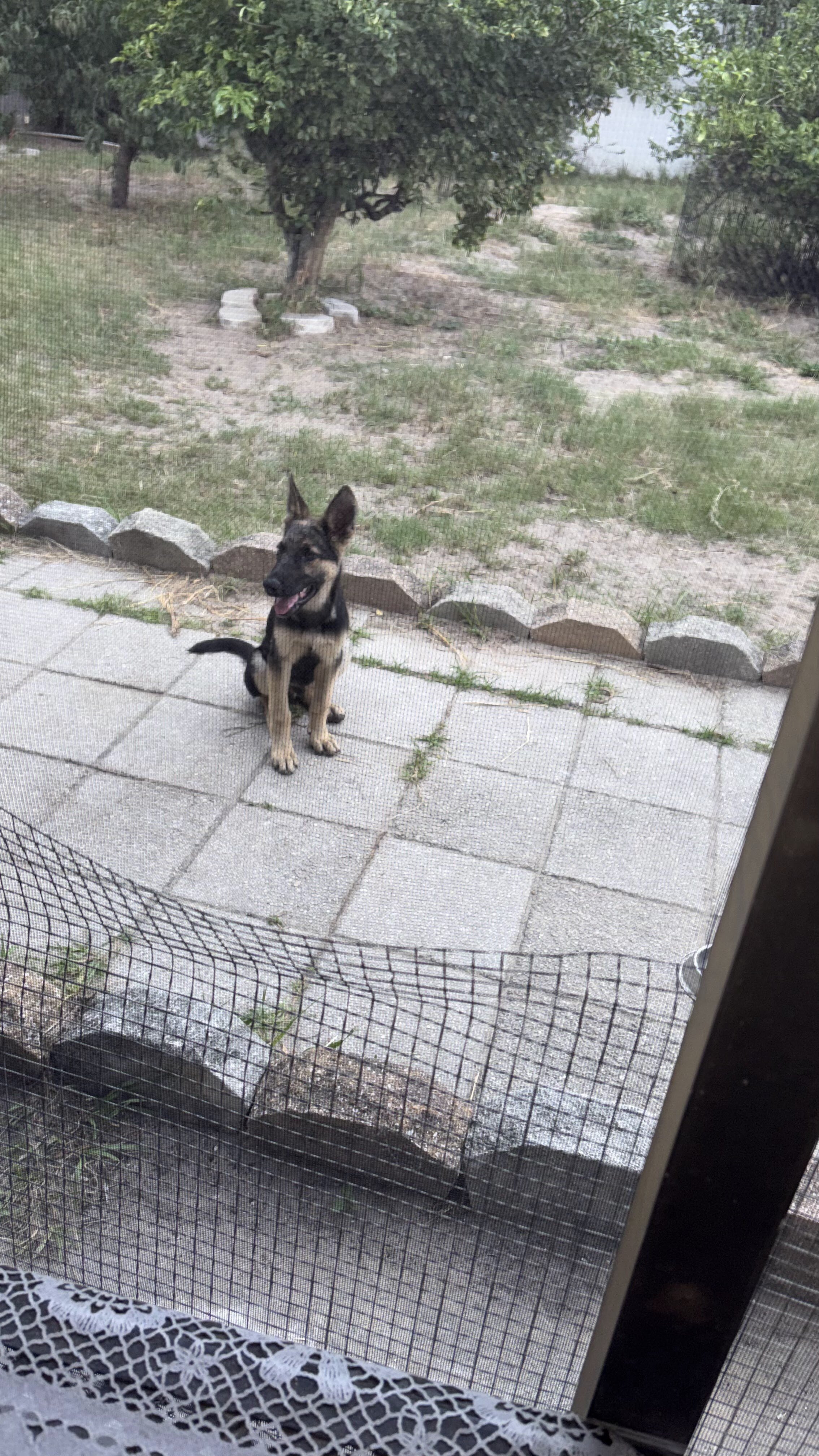 Full blooded German shepherd pup image 2