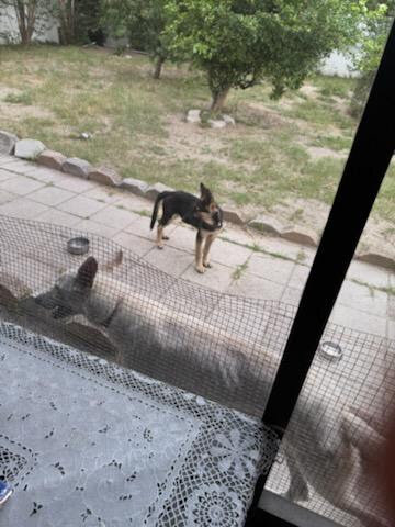Full blooded German shepherd pup image 1