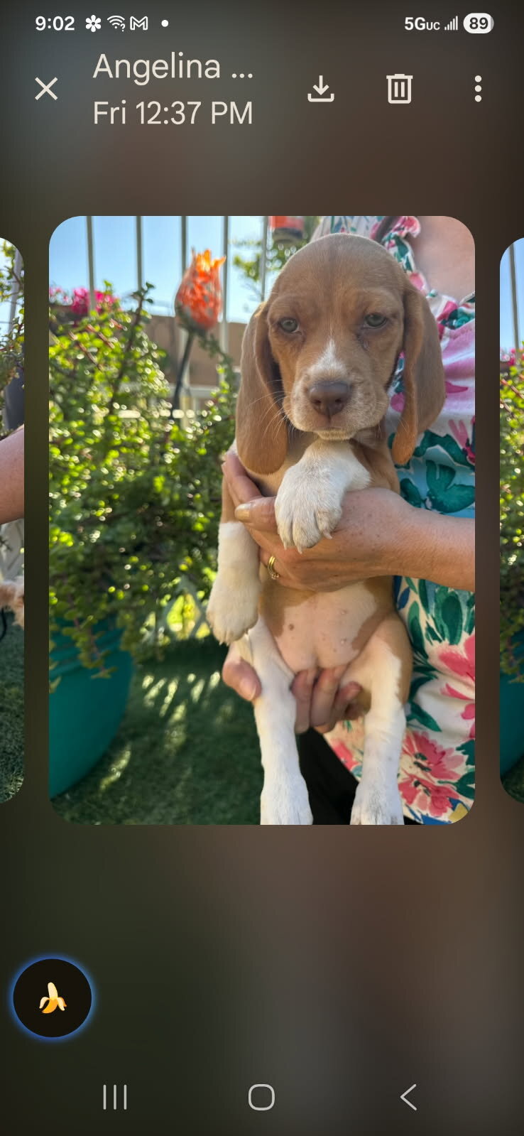 Beautiful beagle puppy image 4