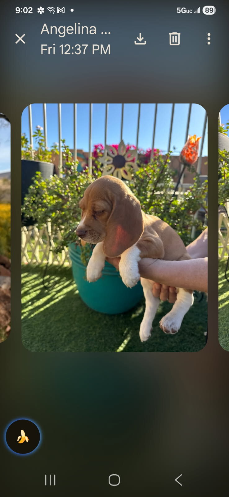 Beautiful beagle puppy image 2
