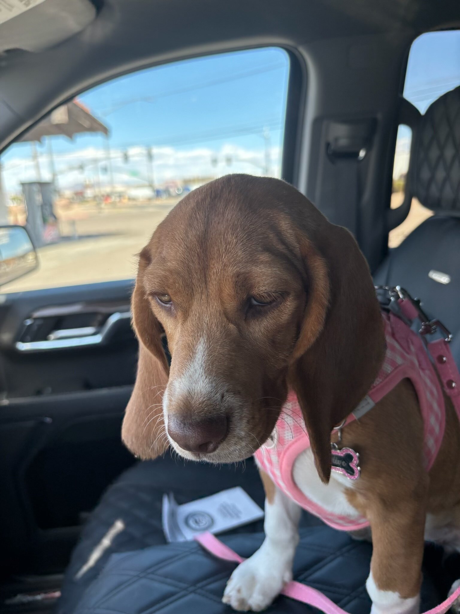 Beautiful beagle puppy image 3
