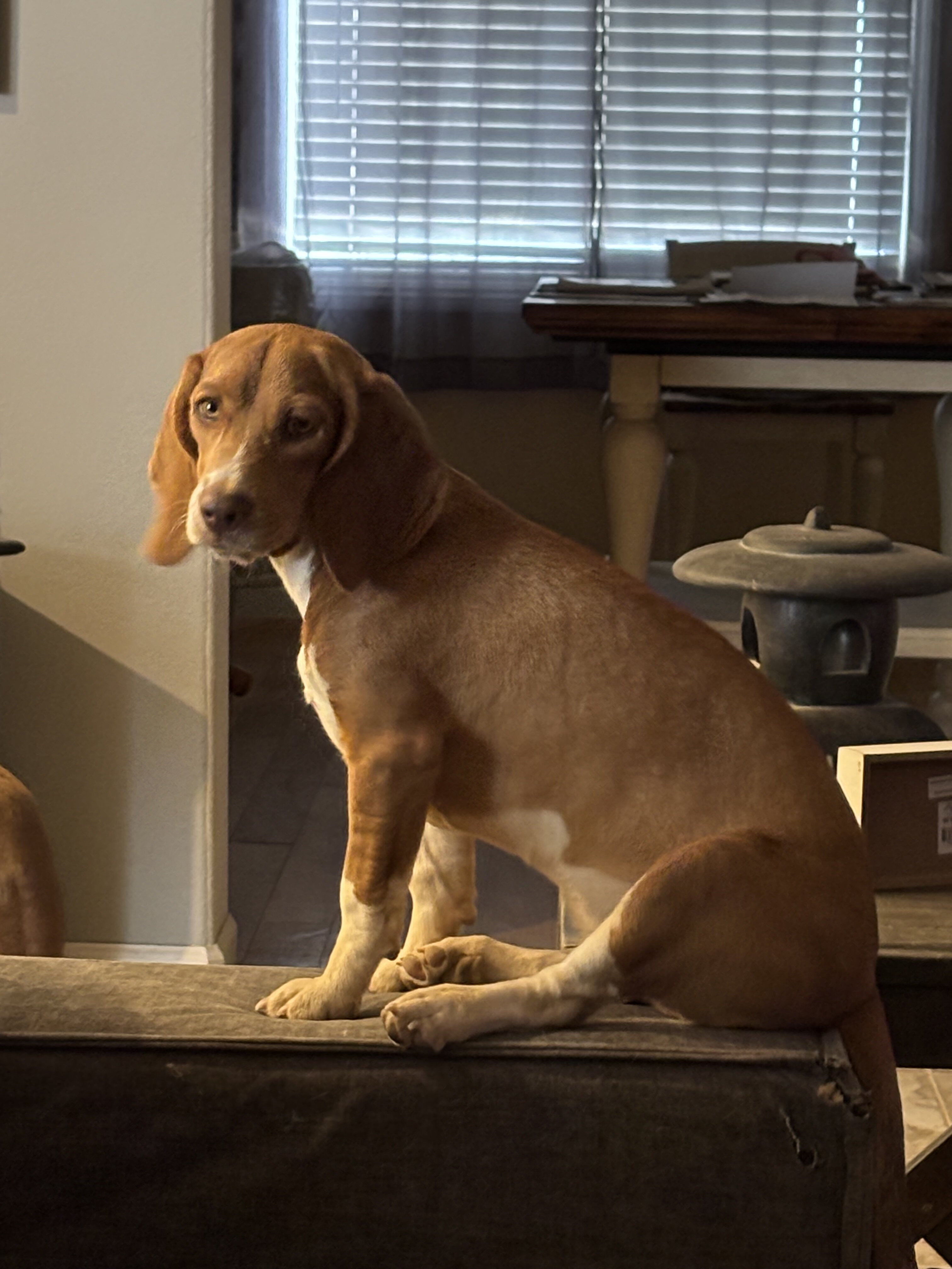 Beautiful beagle puppy image 1