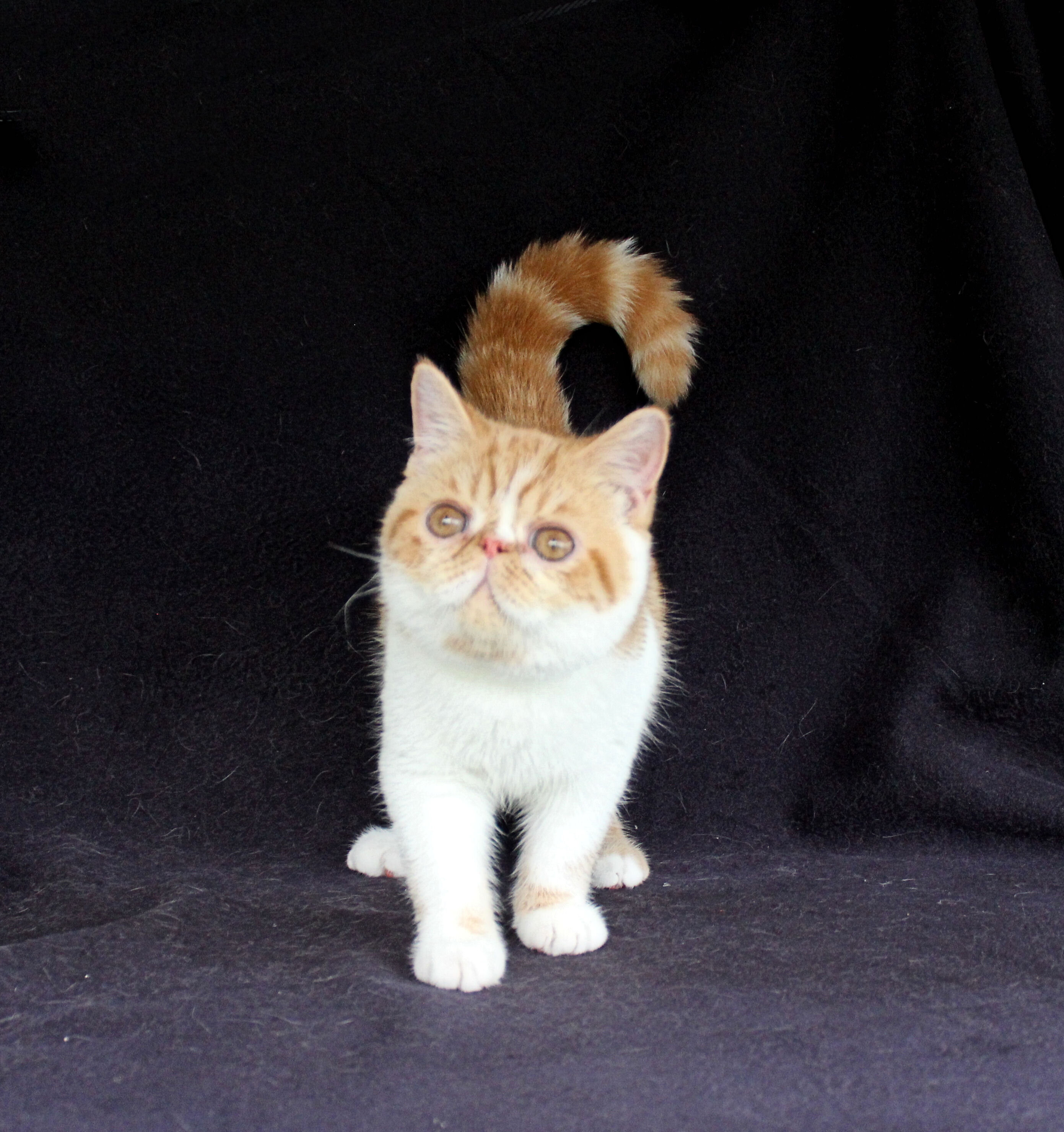 ESH 8/25 Virginia - Exotic Shorthair Kitten Availa image 1