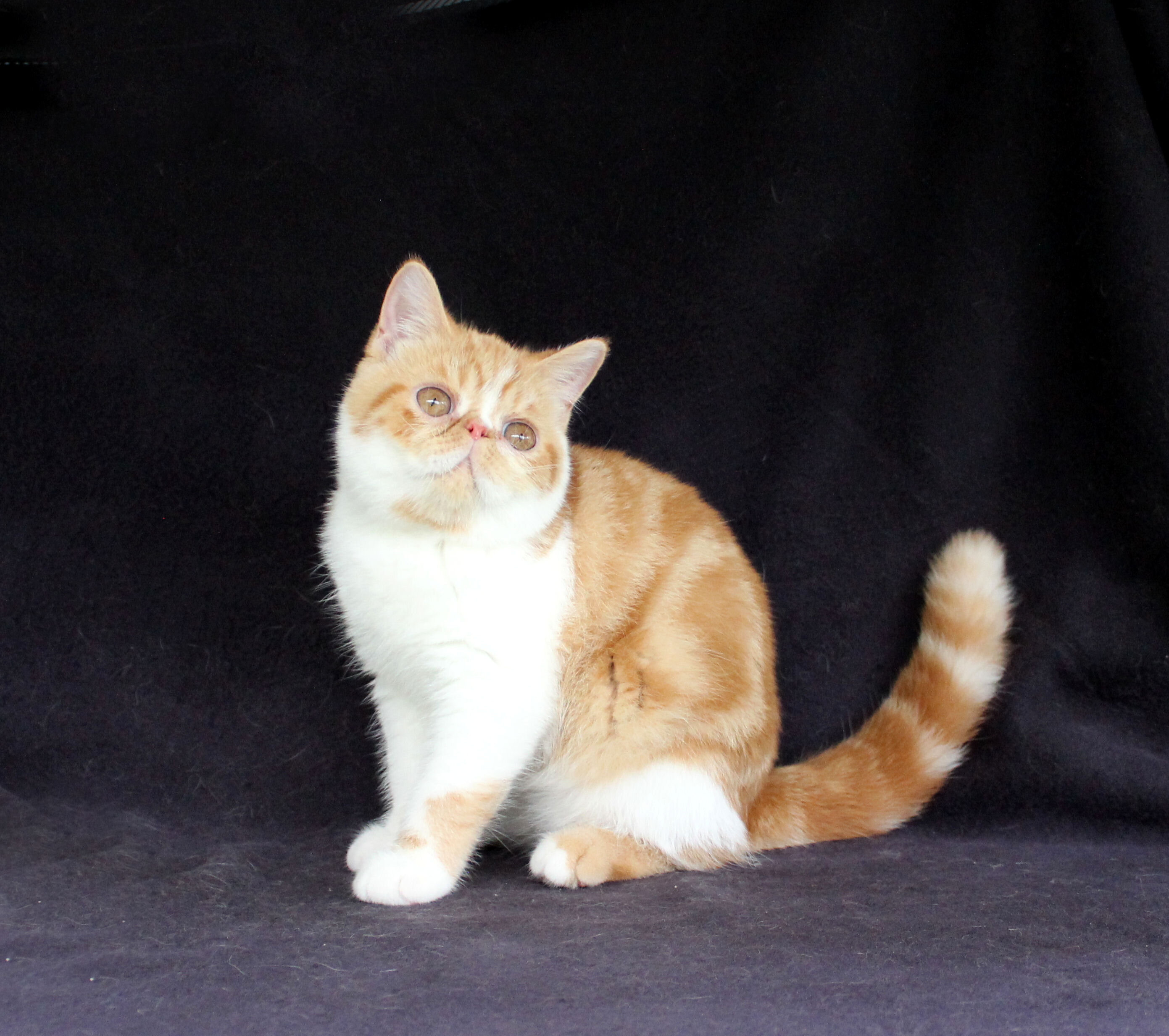 ESH 8/25 Virginia - Exotic Shorthair Kitten Availa image 2