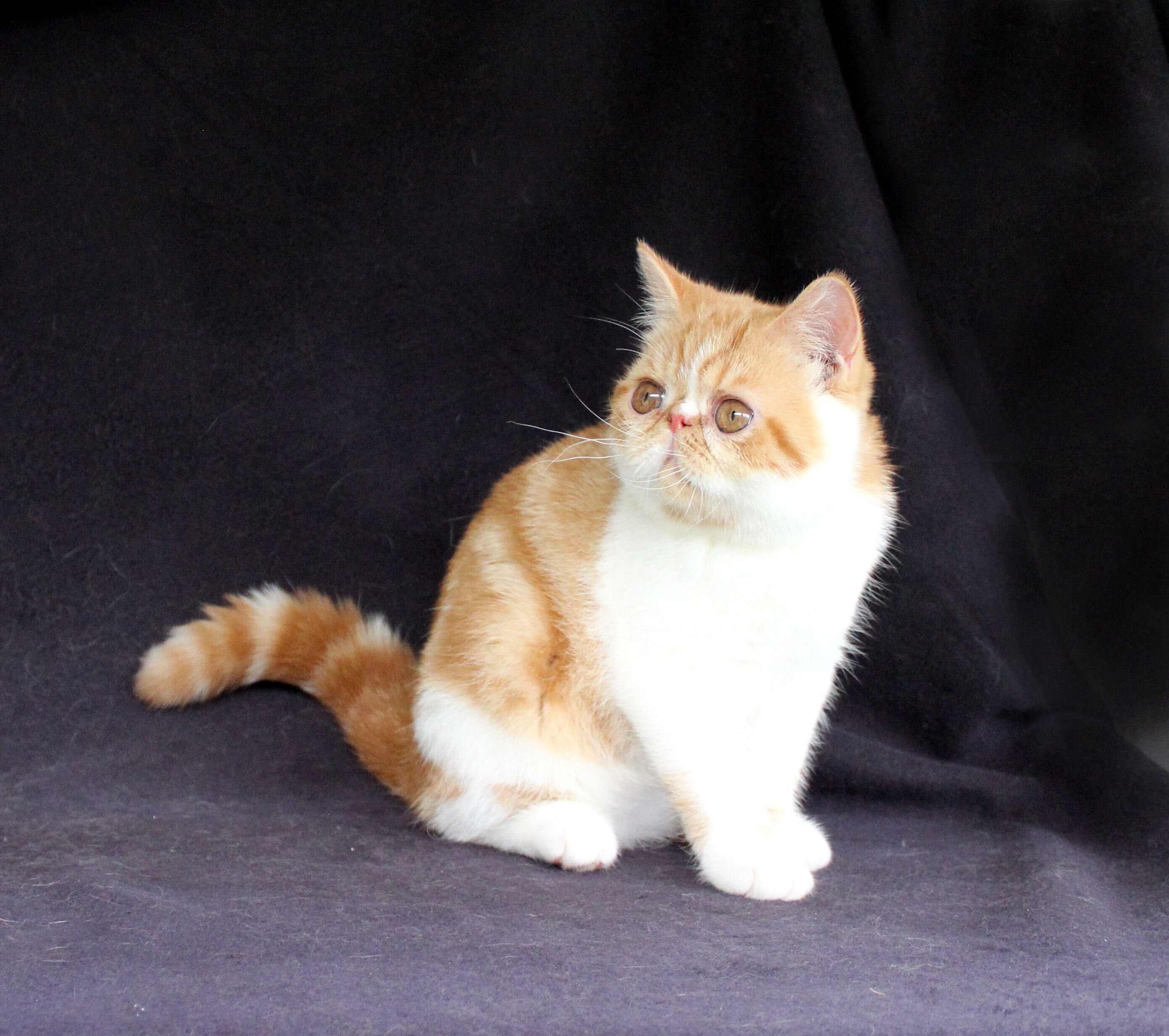 ESH 8/25 Virginia - Exotic Shorthair Kitten Availa image 3