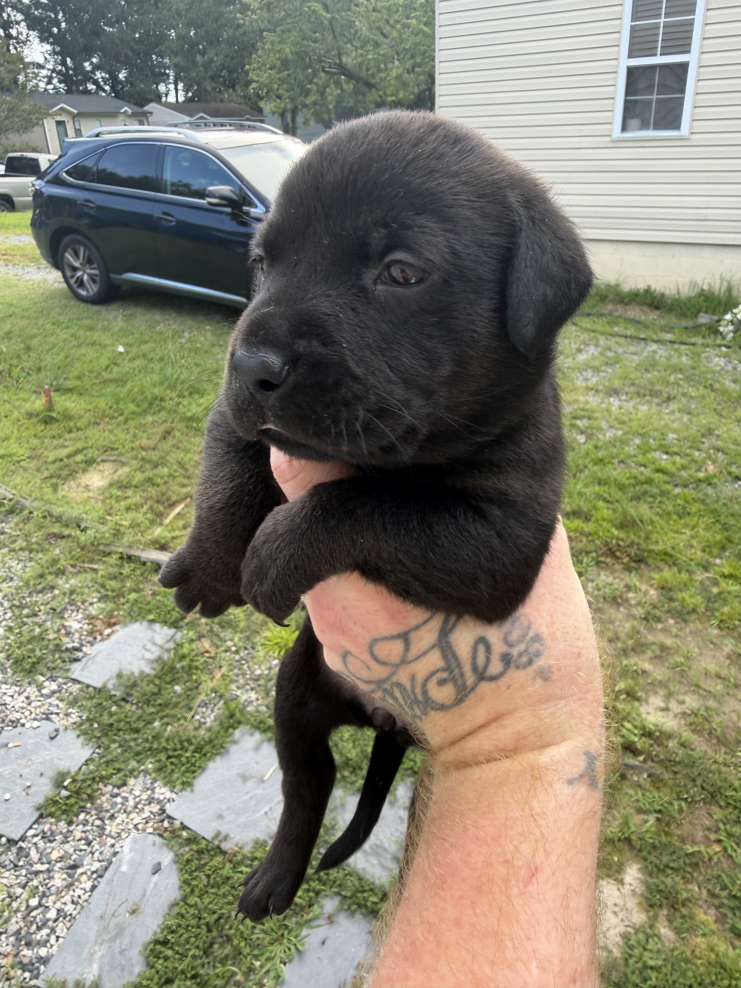 Goldador puppies image 7