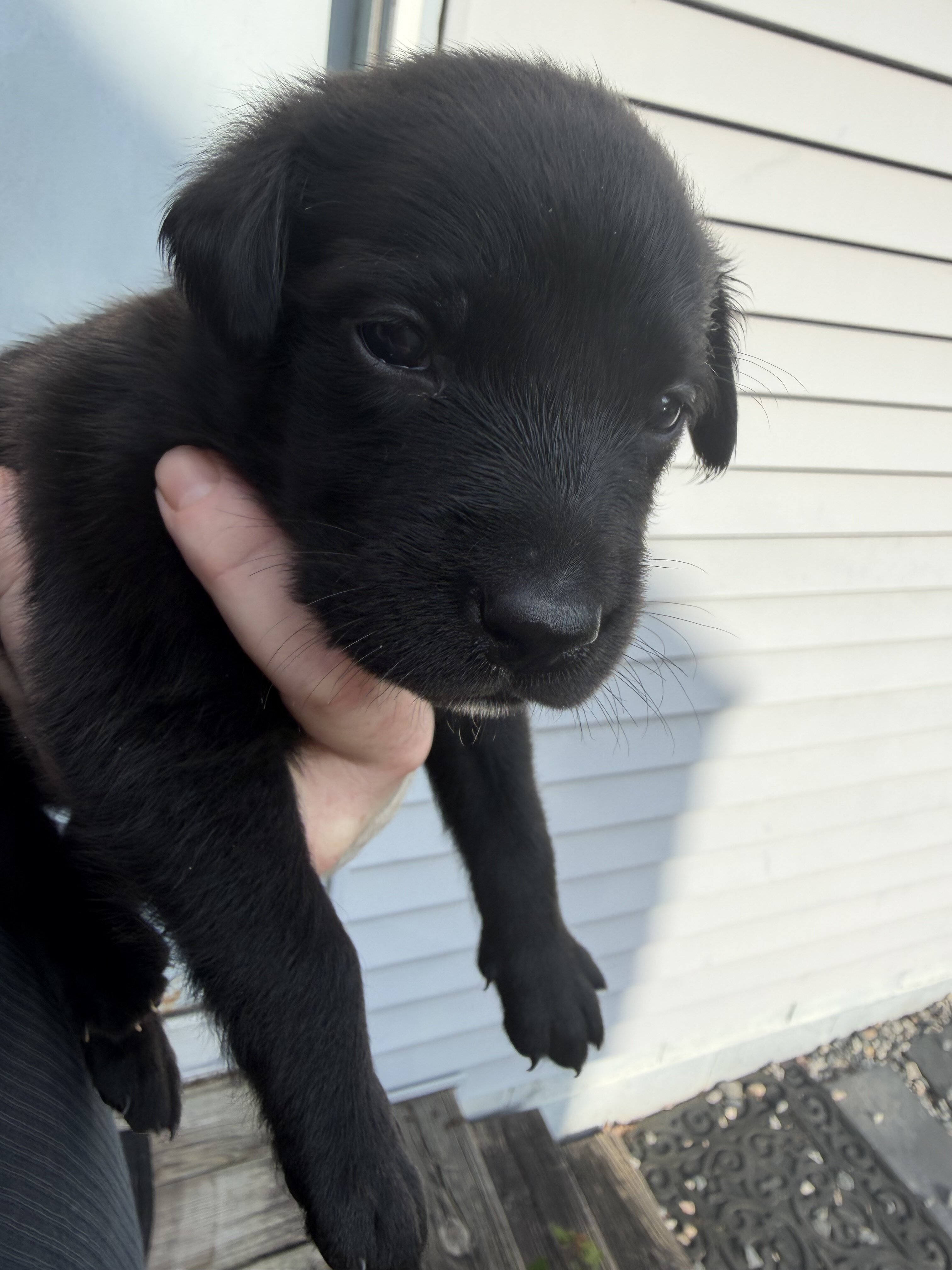 Goldador puppies image 6