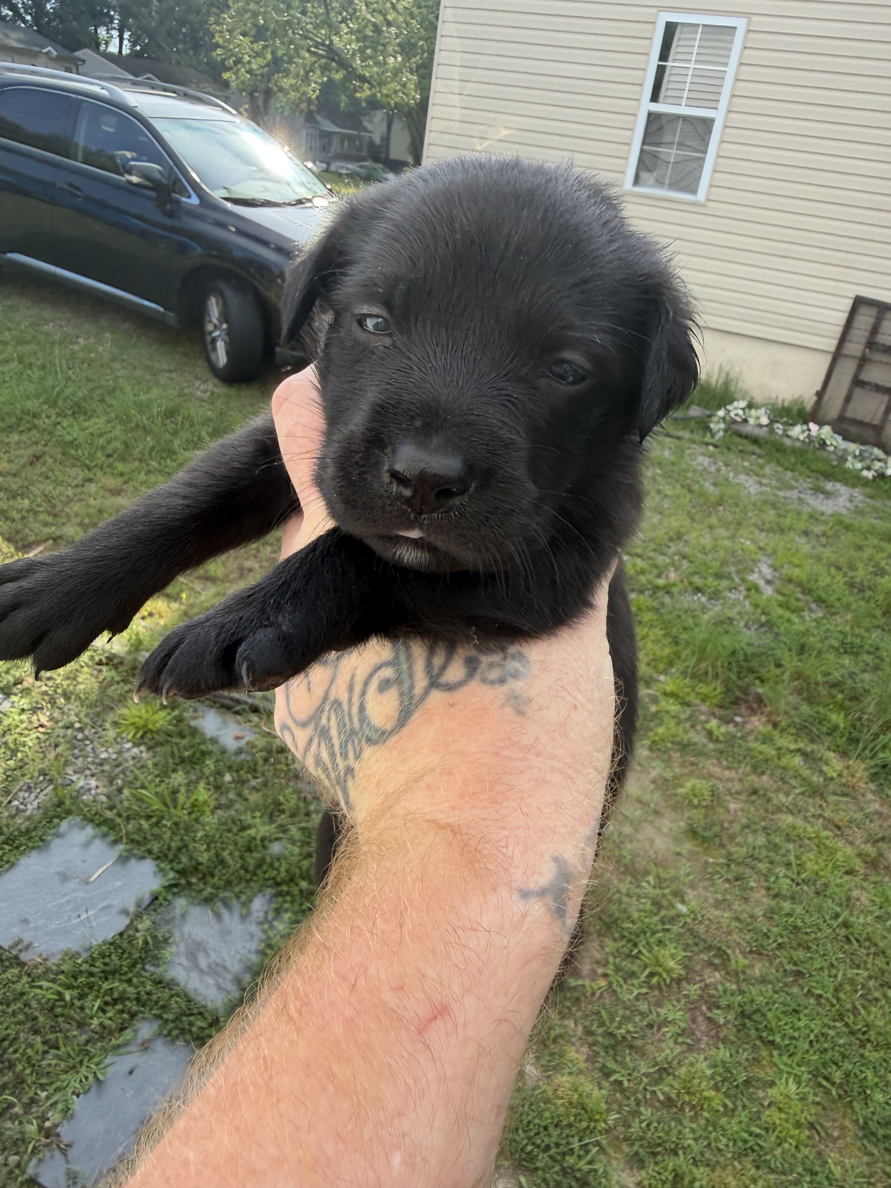 Goldador puppies image 5