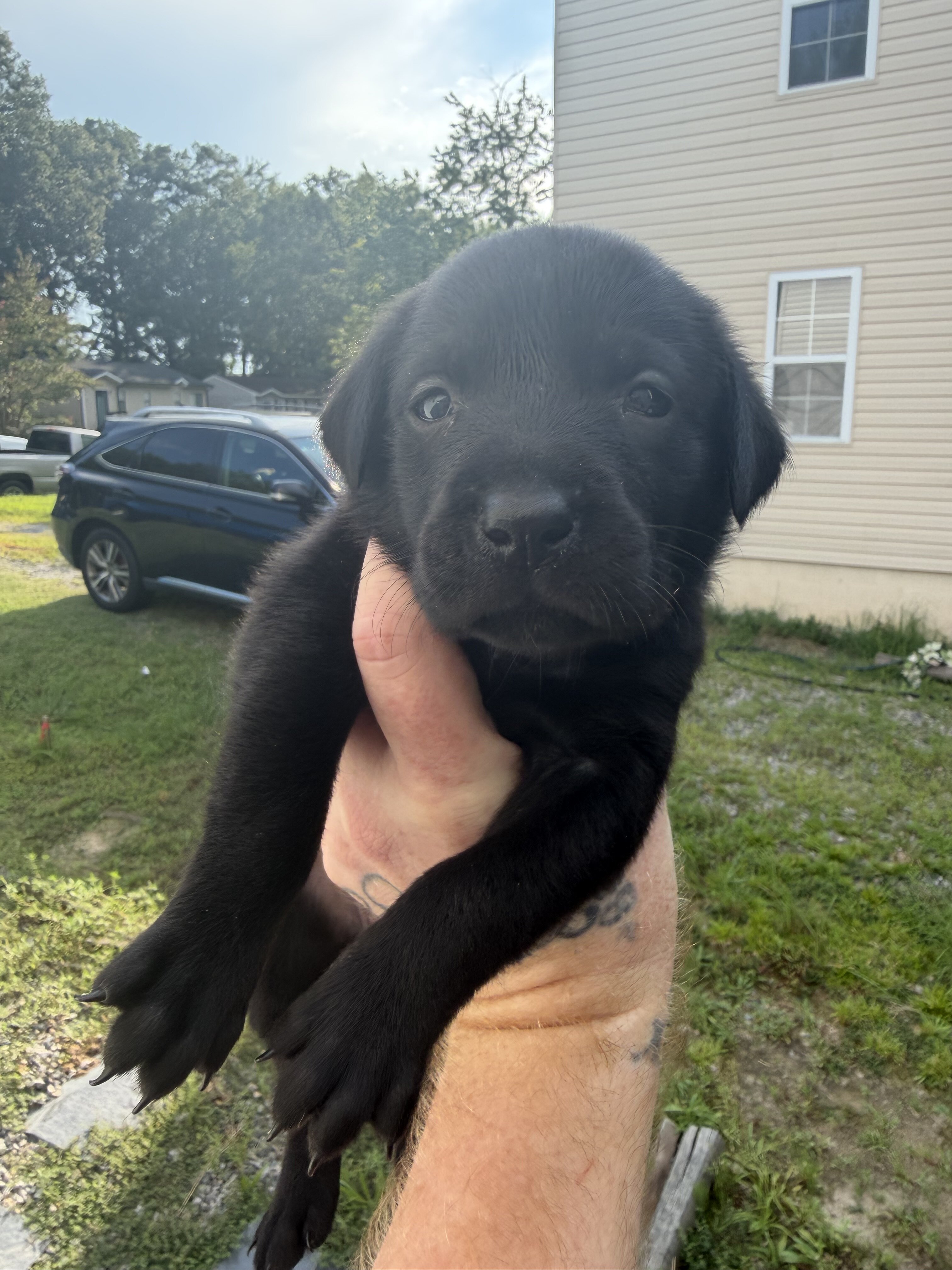 Goldador puppies image 4