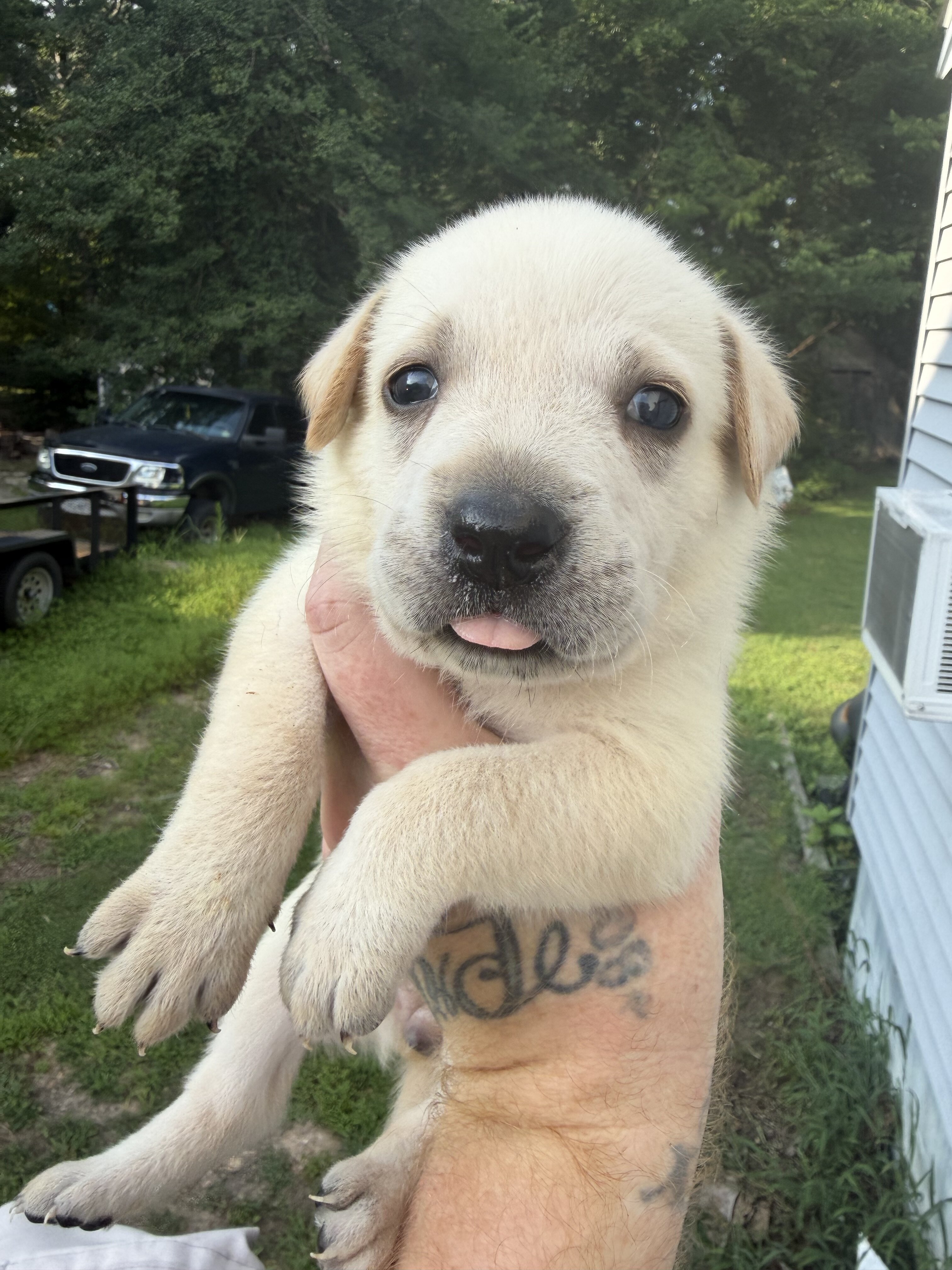 Goldador puppies image 3