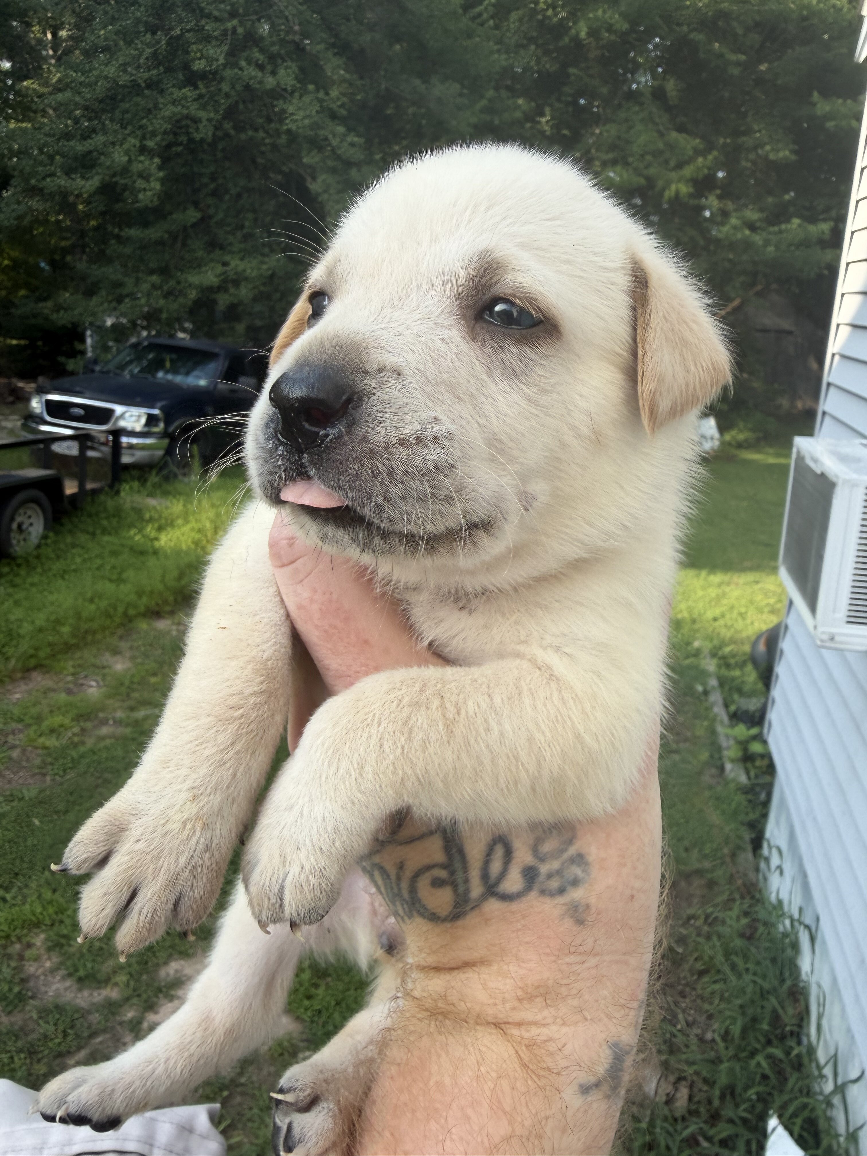 Goldador puppies image 2