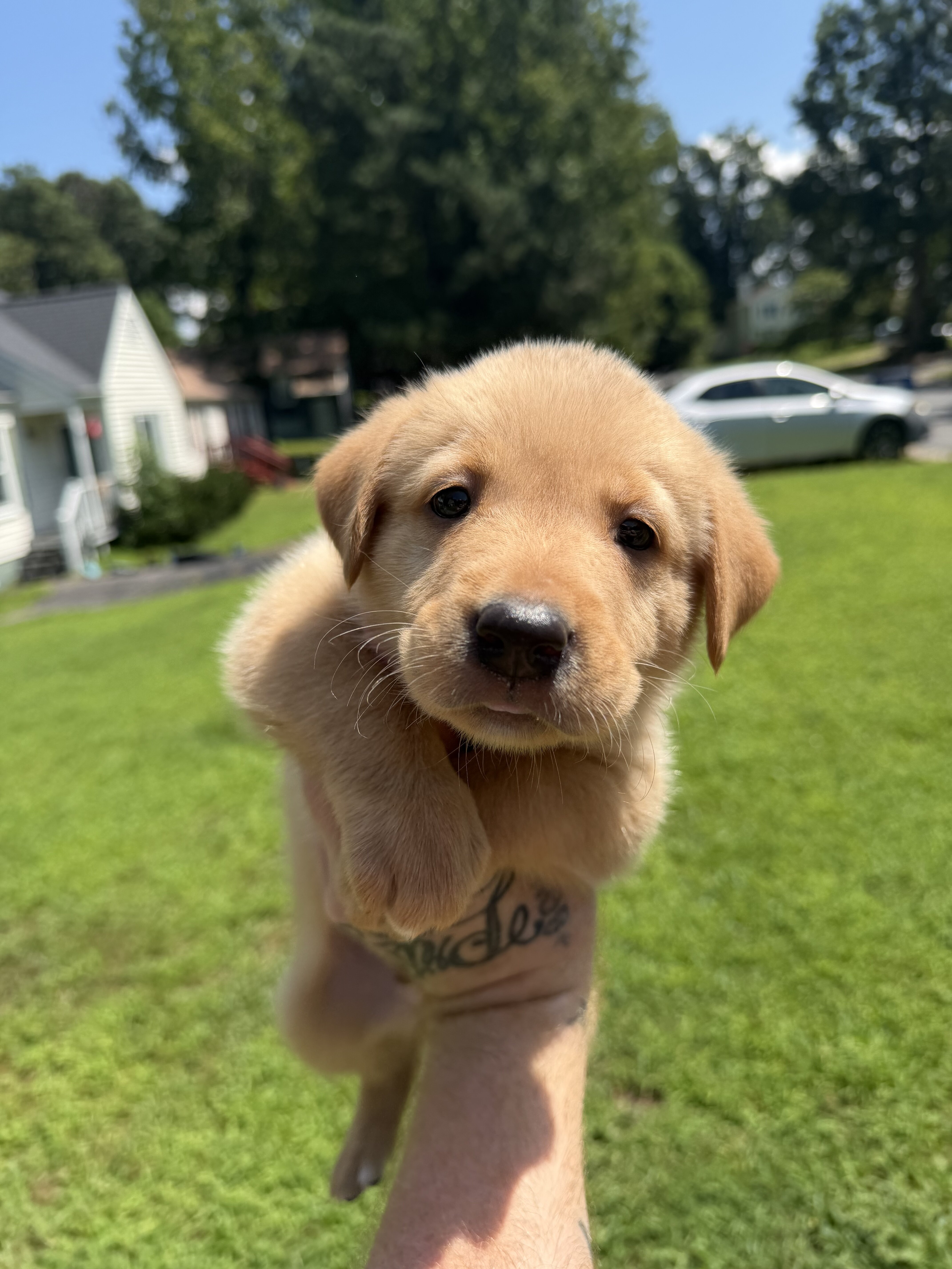 Goldador puppies image 1