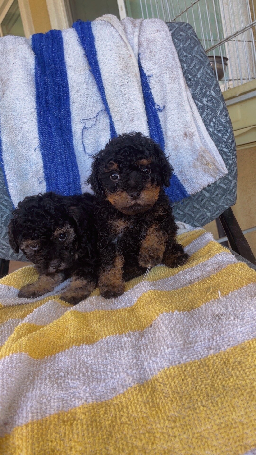 Toy poodle image 4