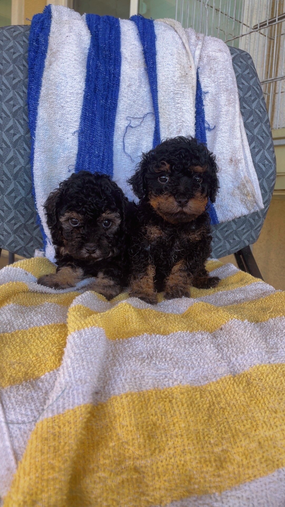 Toy poodle image 5