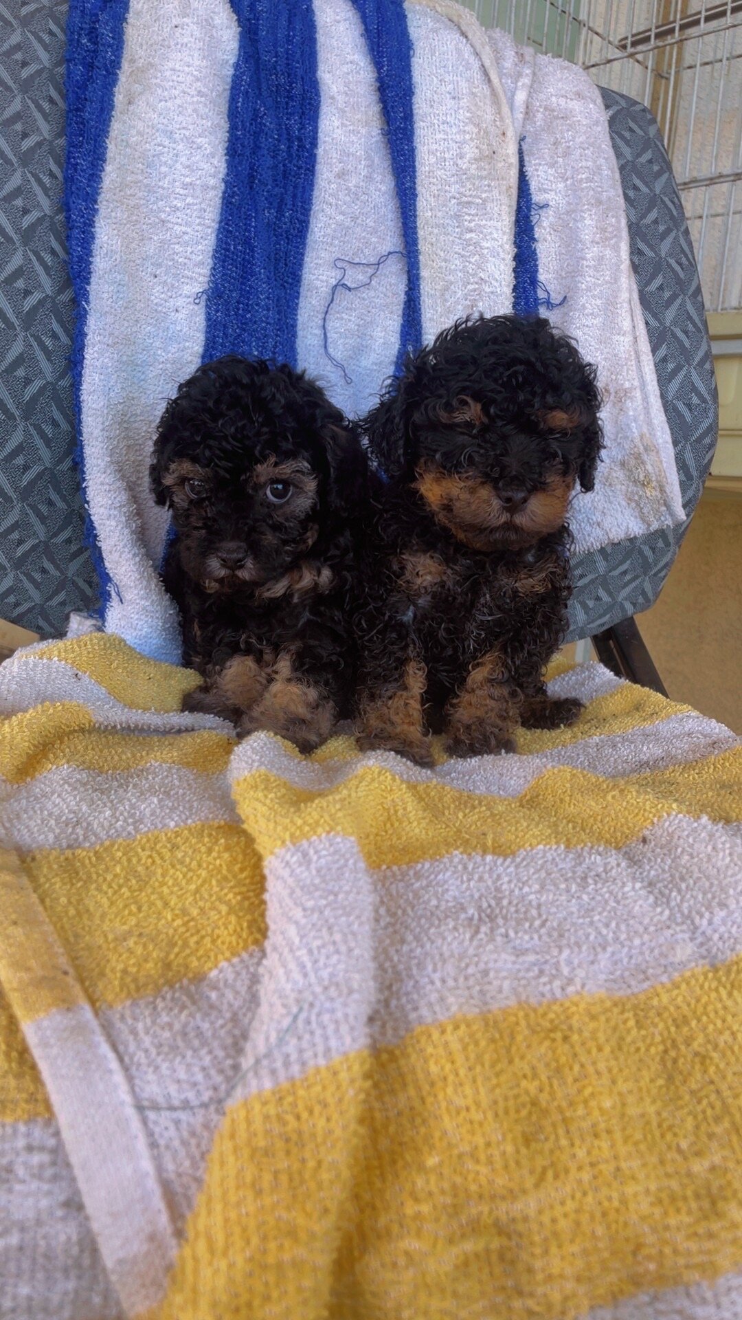 Toy poodle image 2