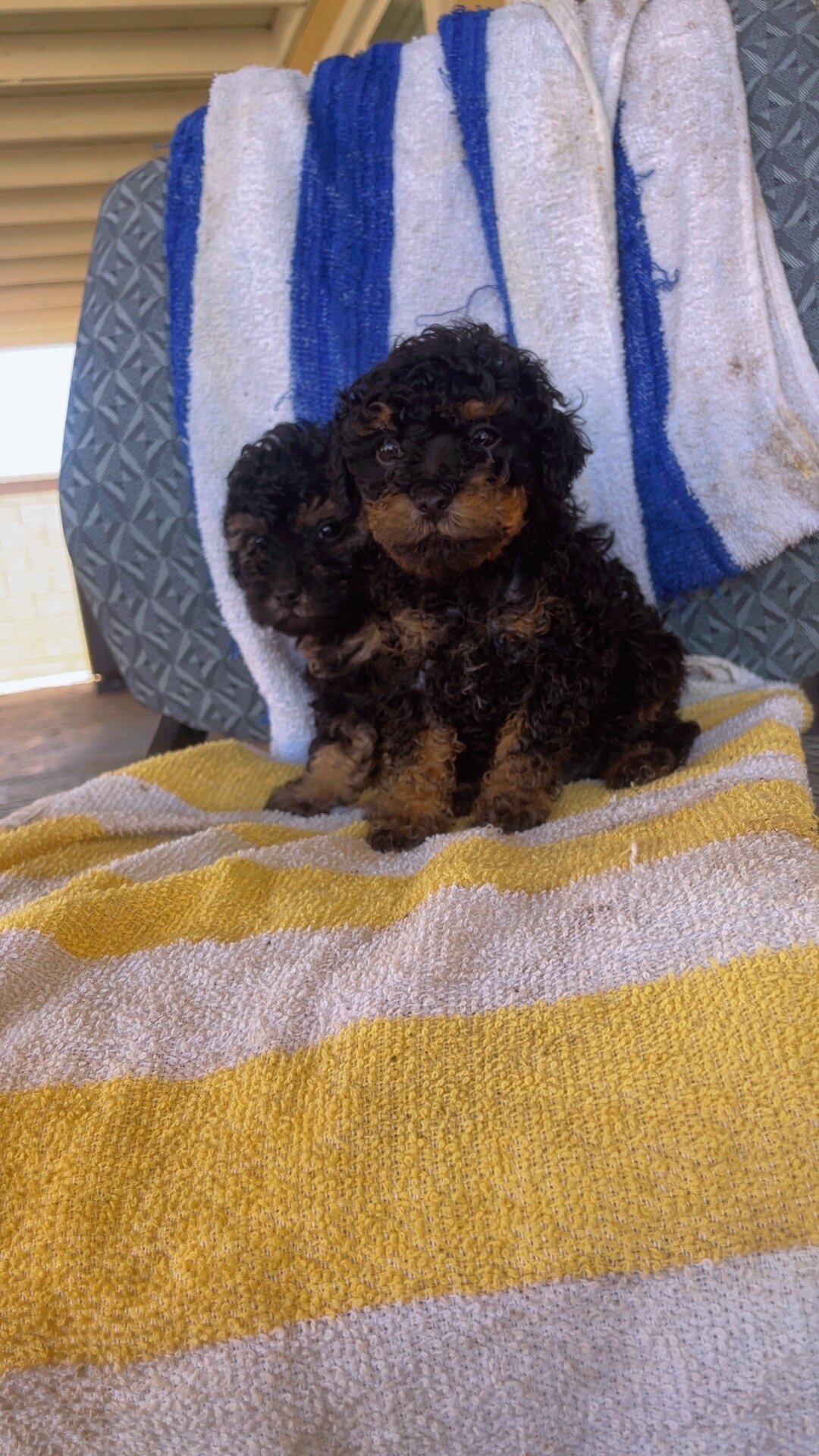 Toy poodle image 1