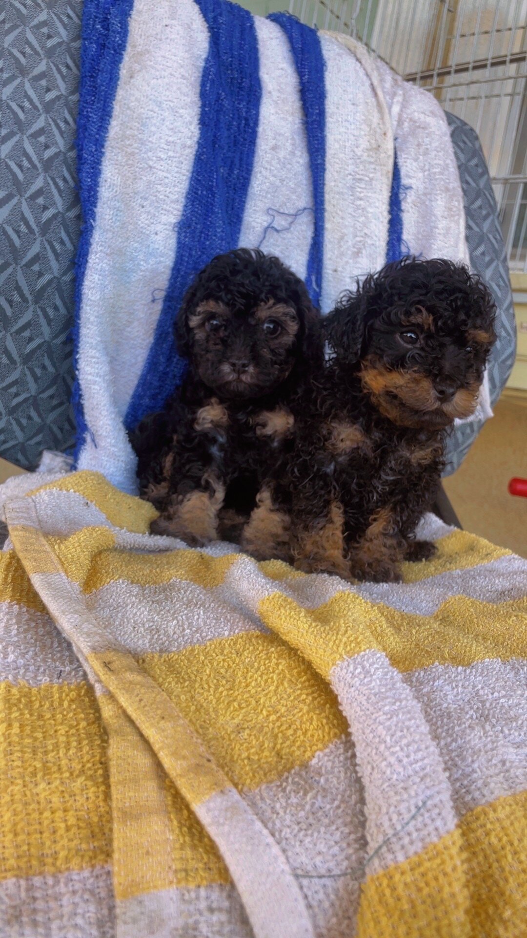 Toy poodle image 3