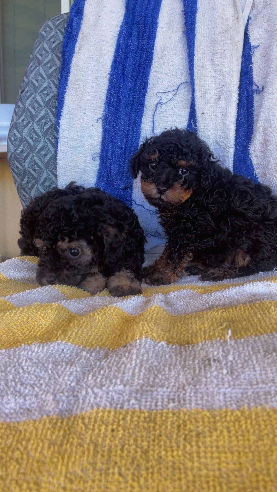 Toy poodle image 6