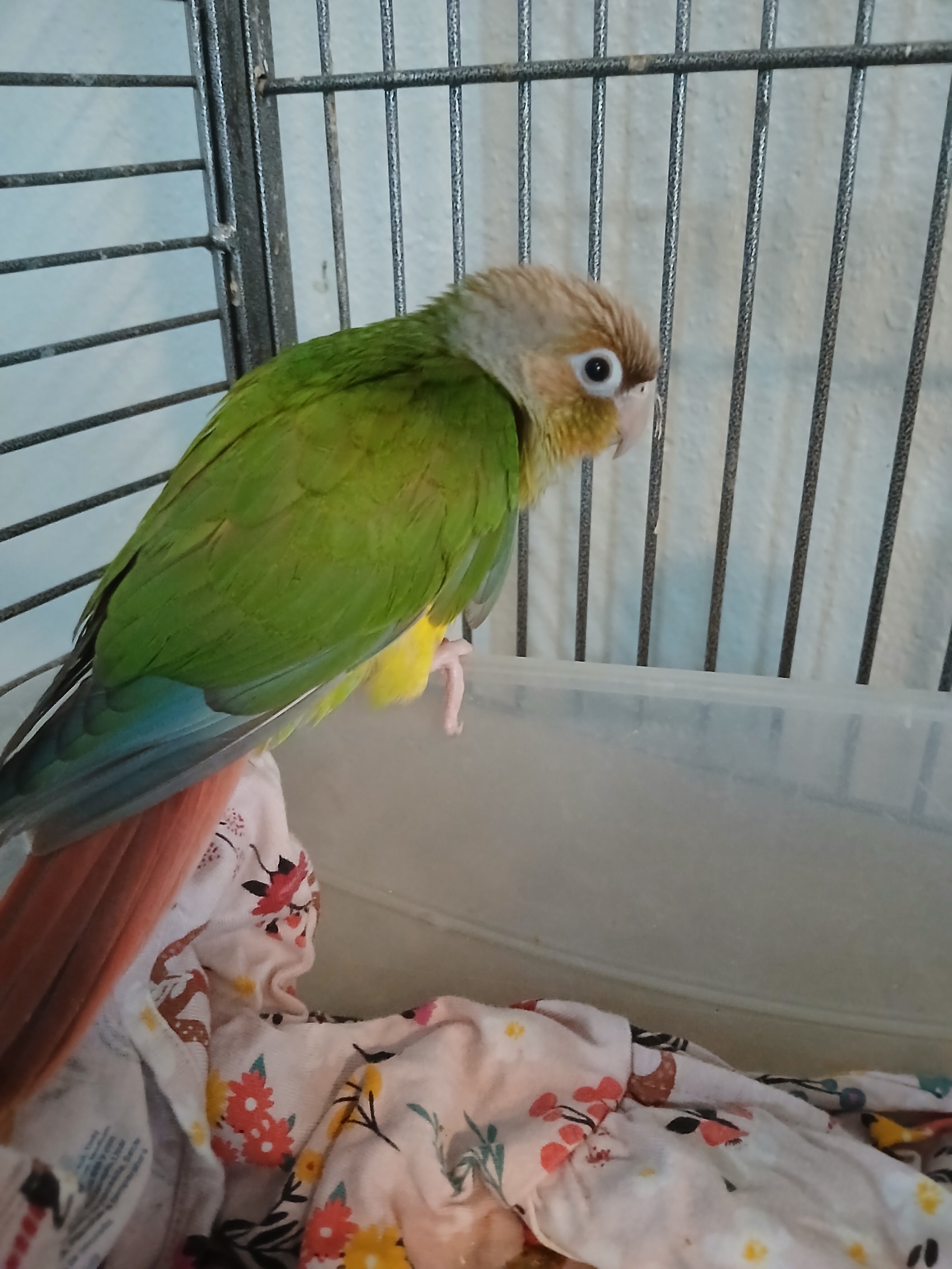 5 birds image 3