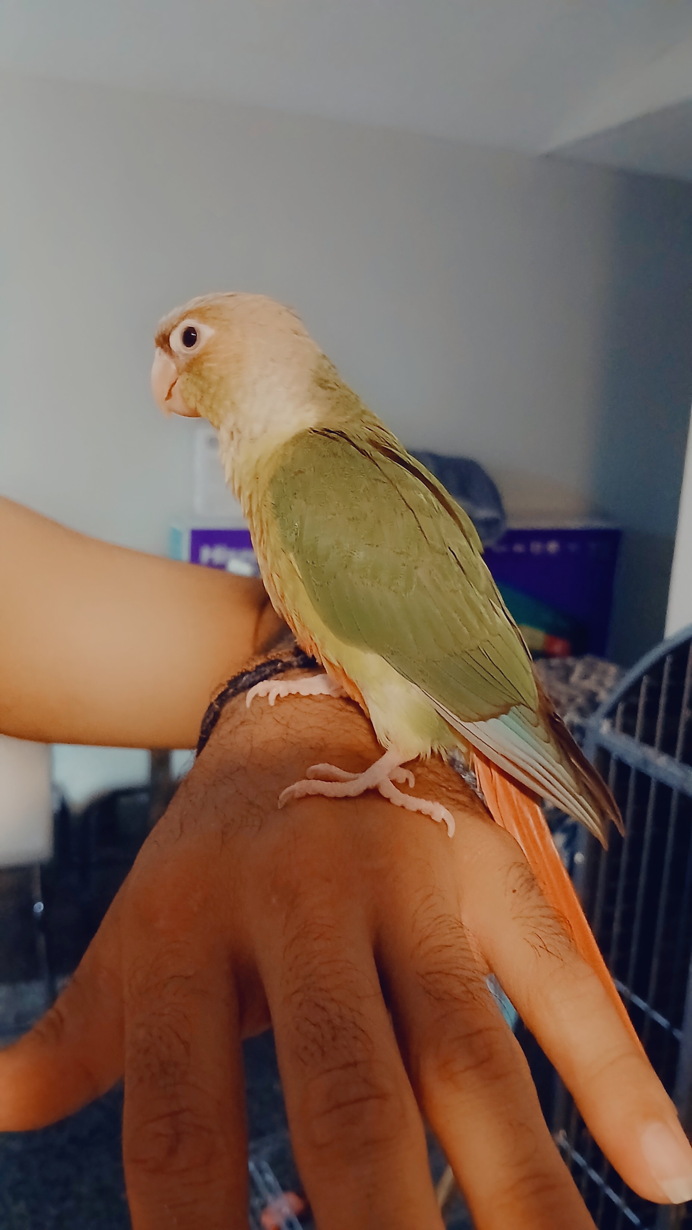 5 birds image 4