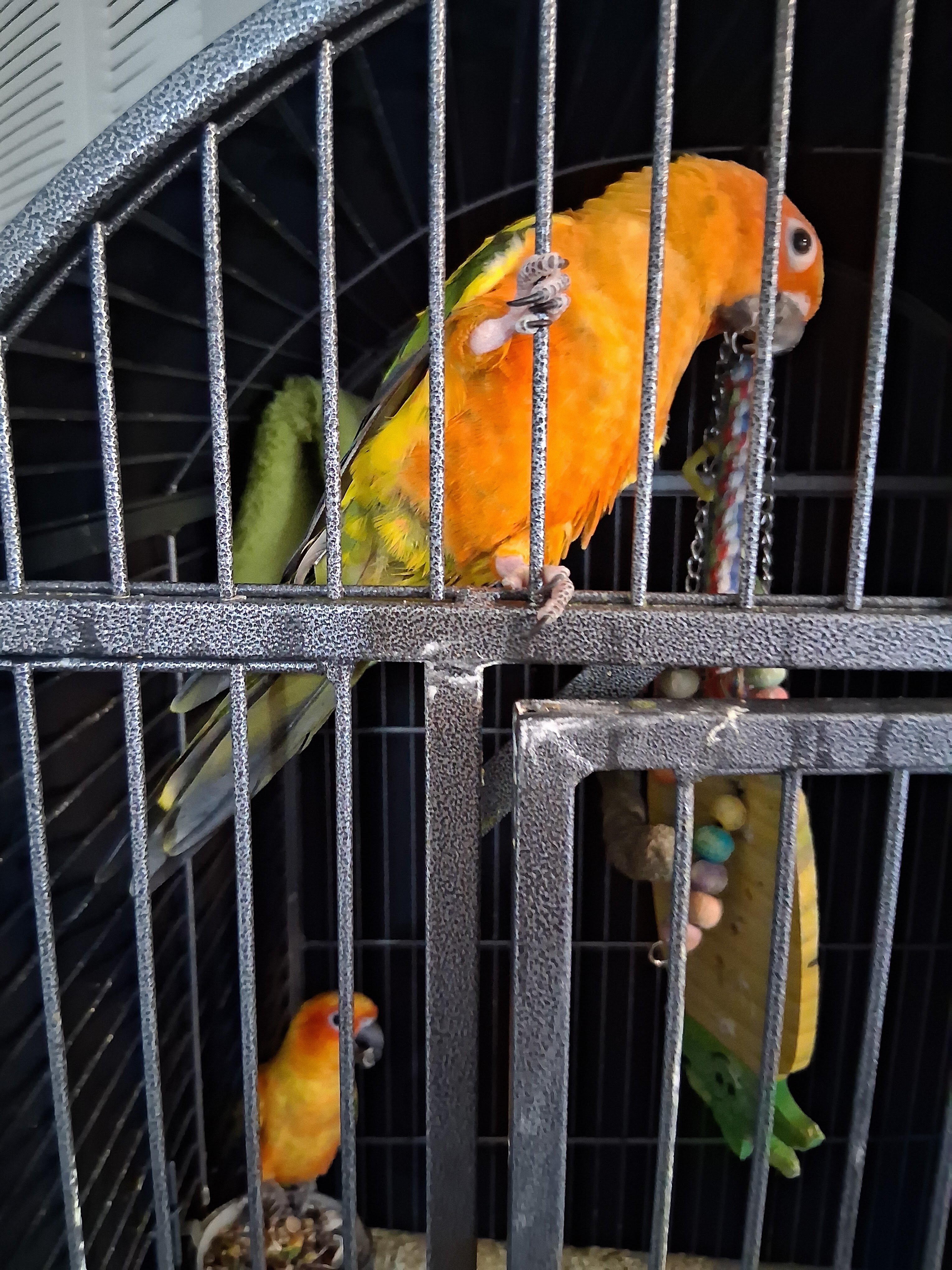 5 birds image 5