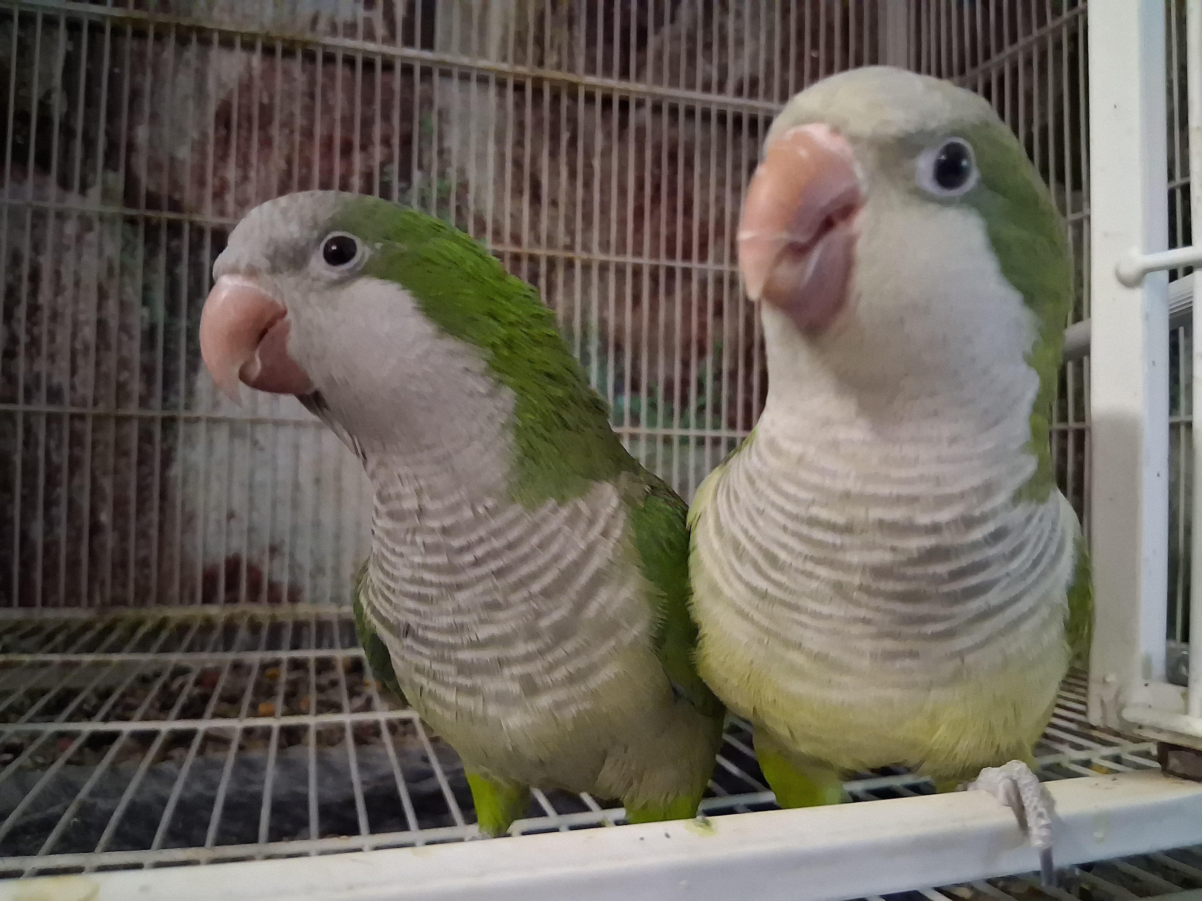5 birds image 8
