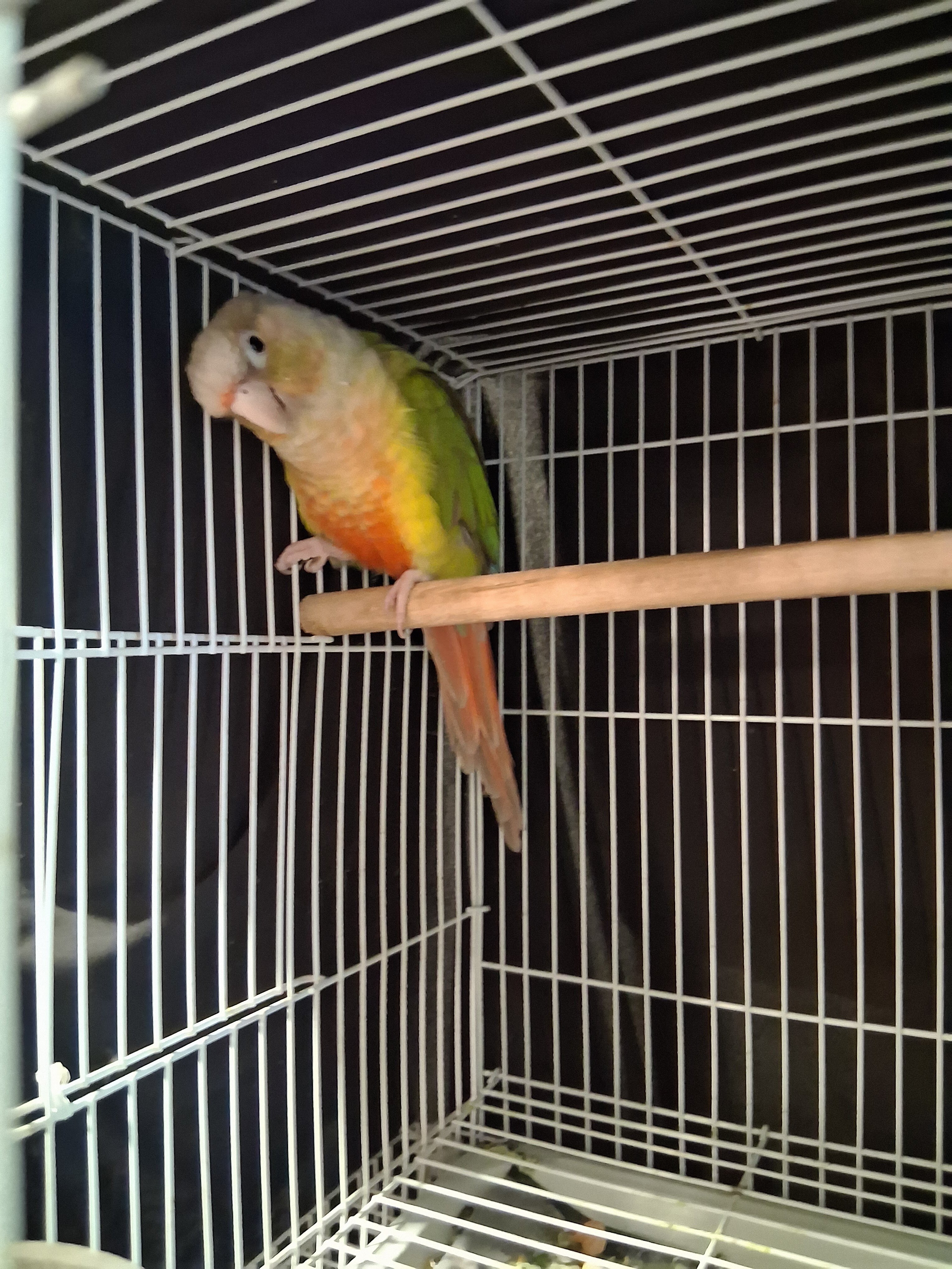 5 birds image 7