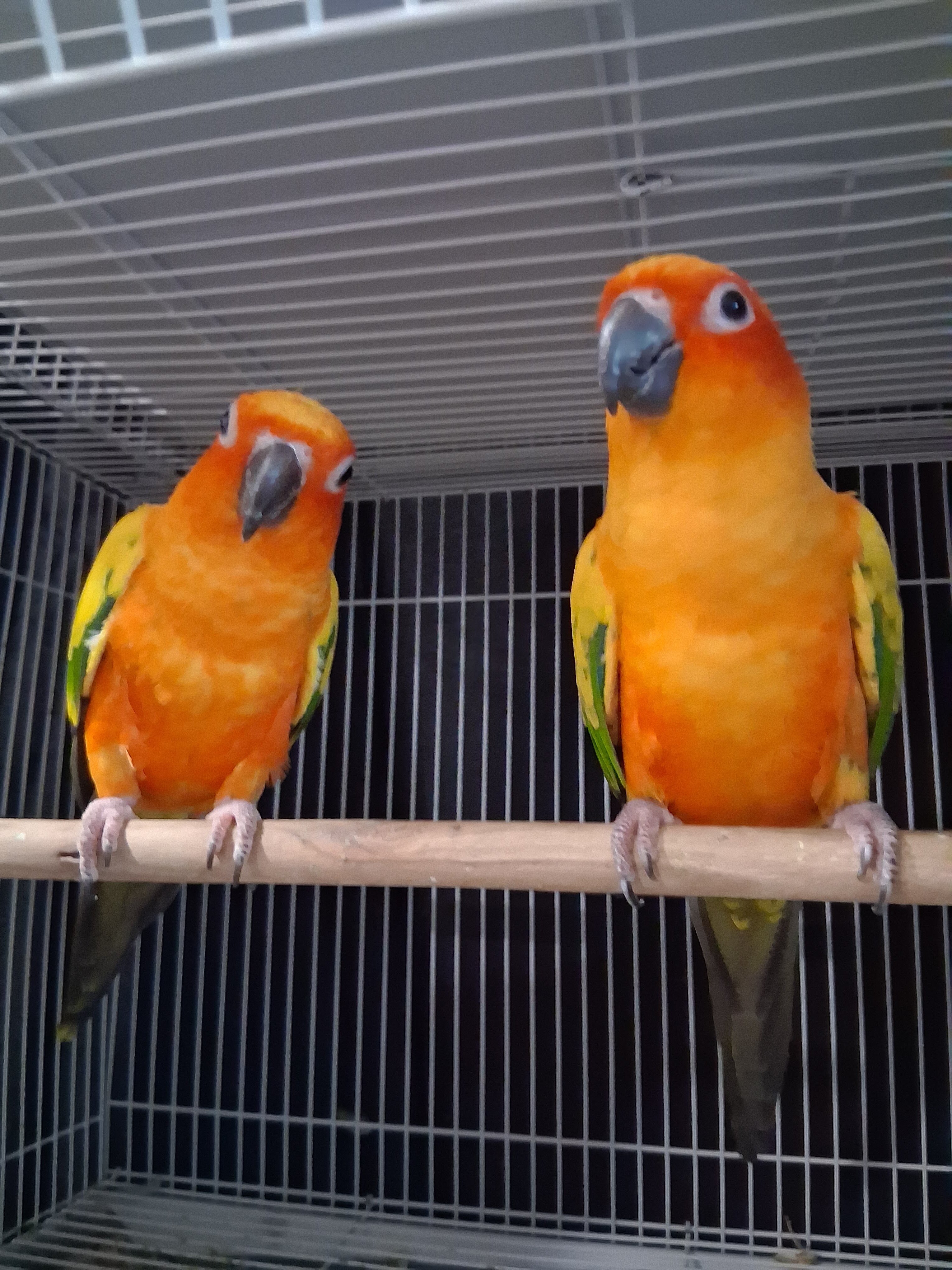 5 birds image 6