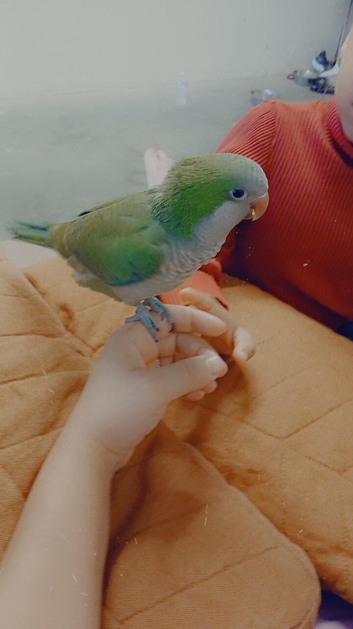 5 birds image 2
