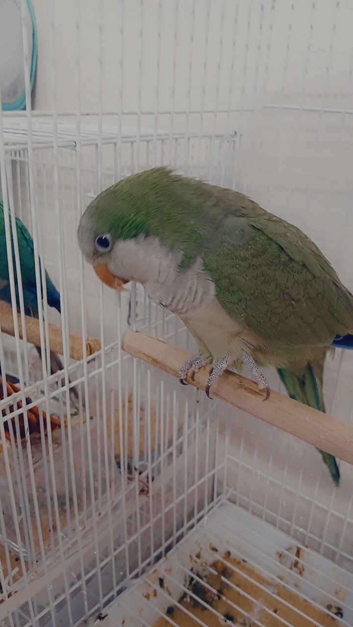 5 birds image 1