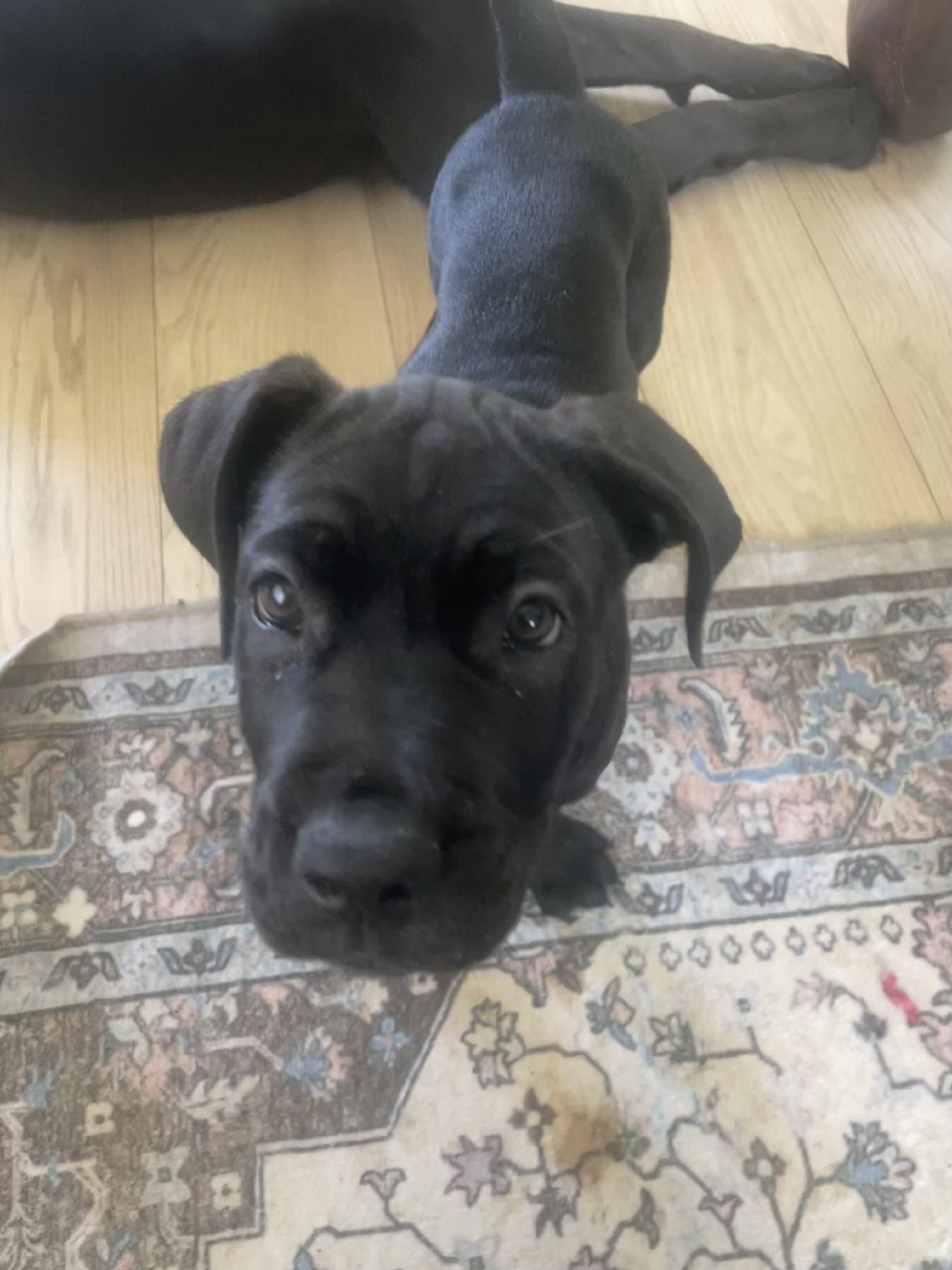 Pure Cane corso puppies image 6