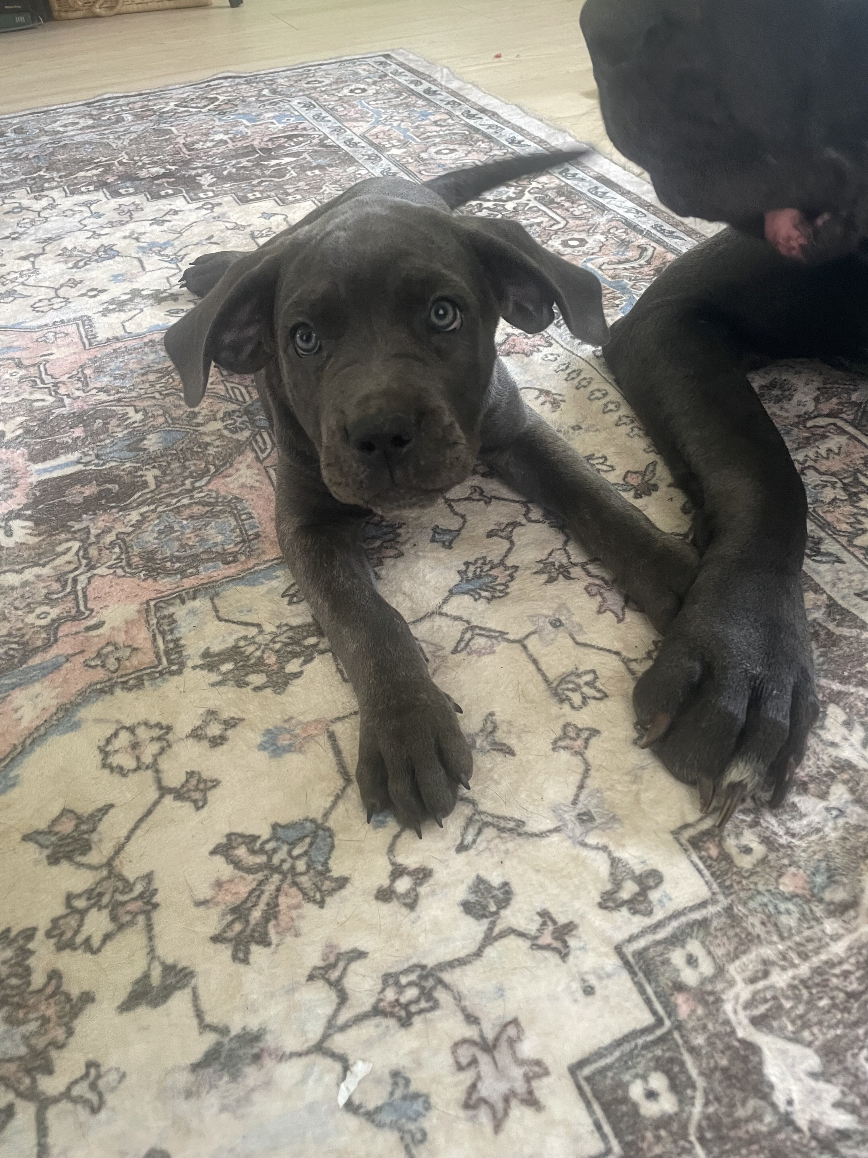 Pure Cane corso puppies image 8