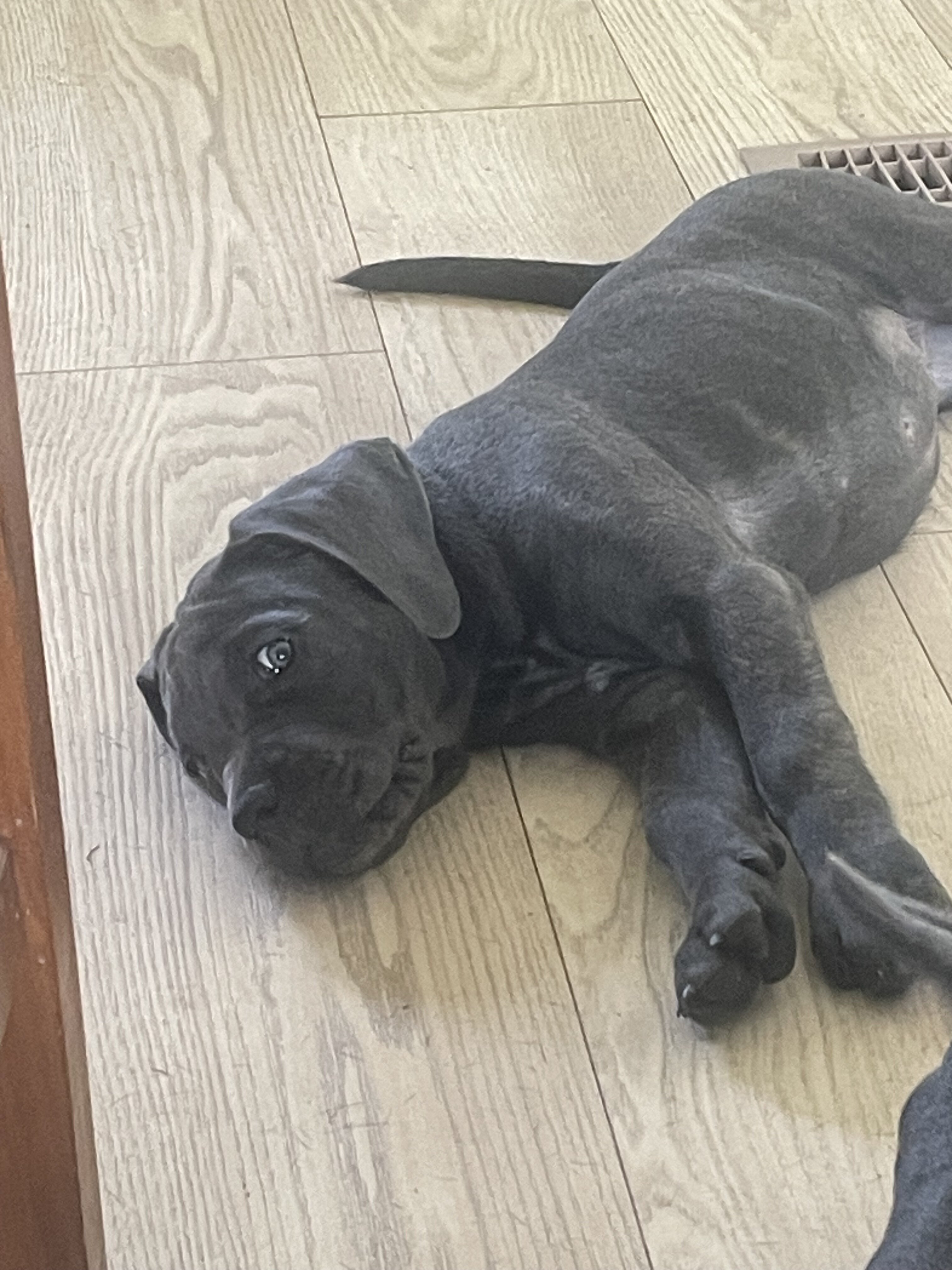 Pure Cane corso puppies image 7