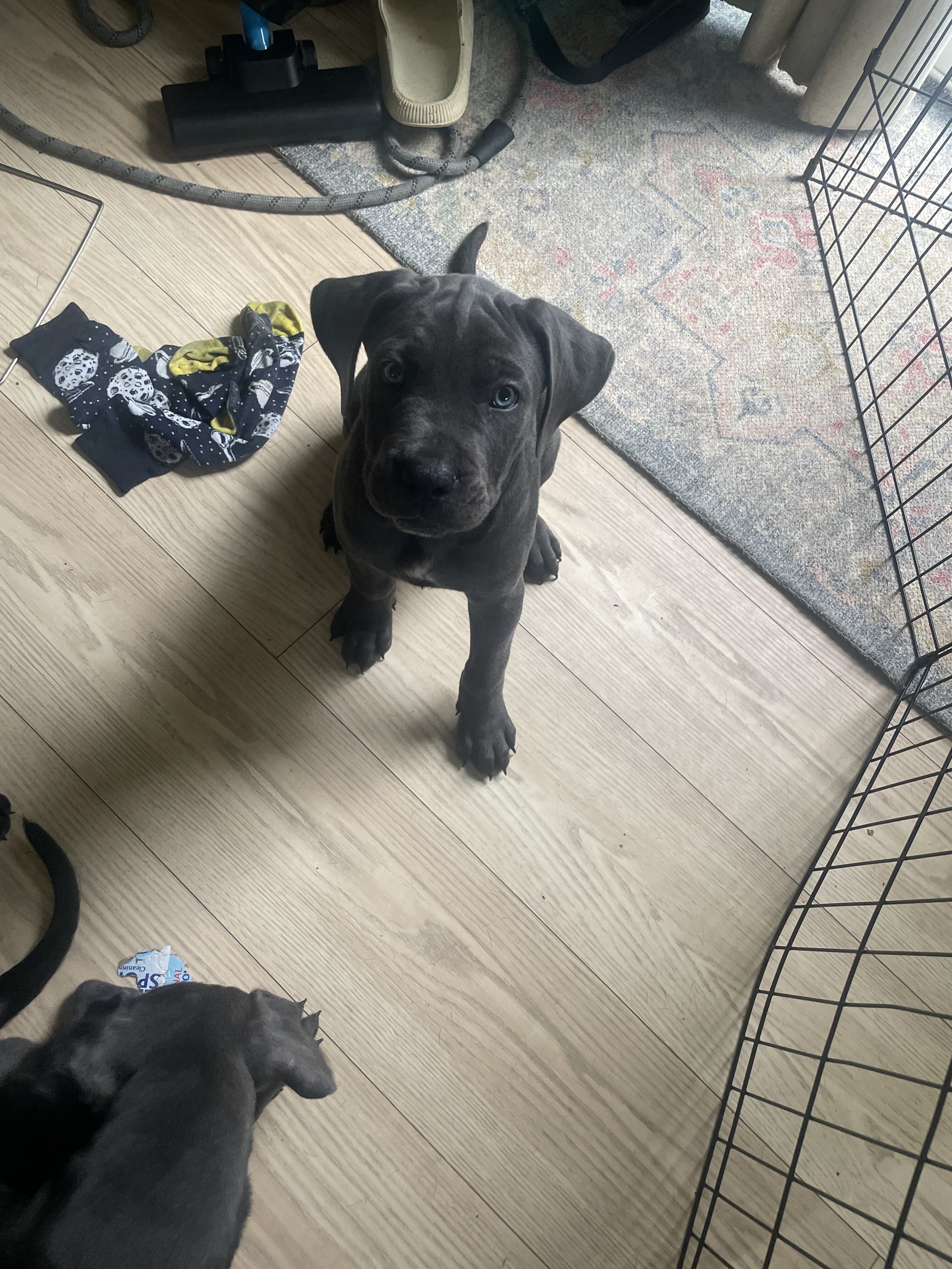 Pure Cane corso puppies image 5