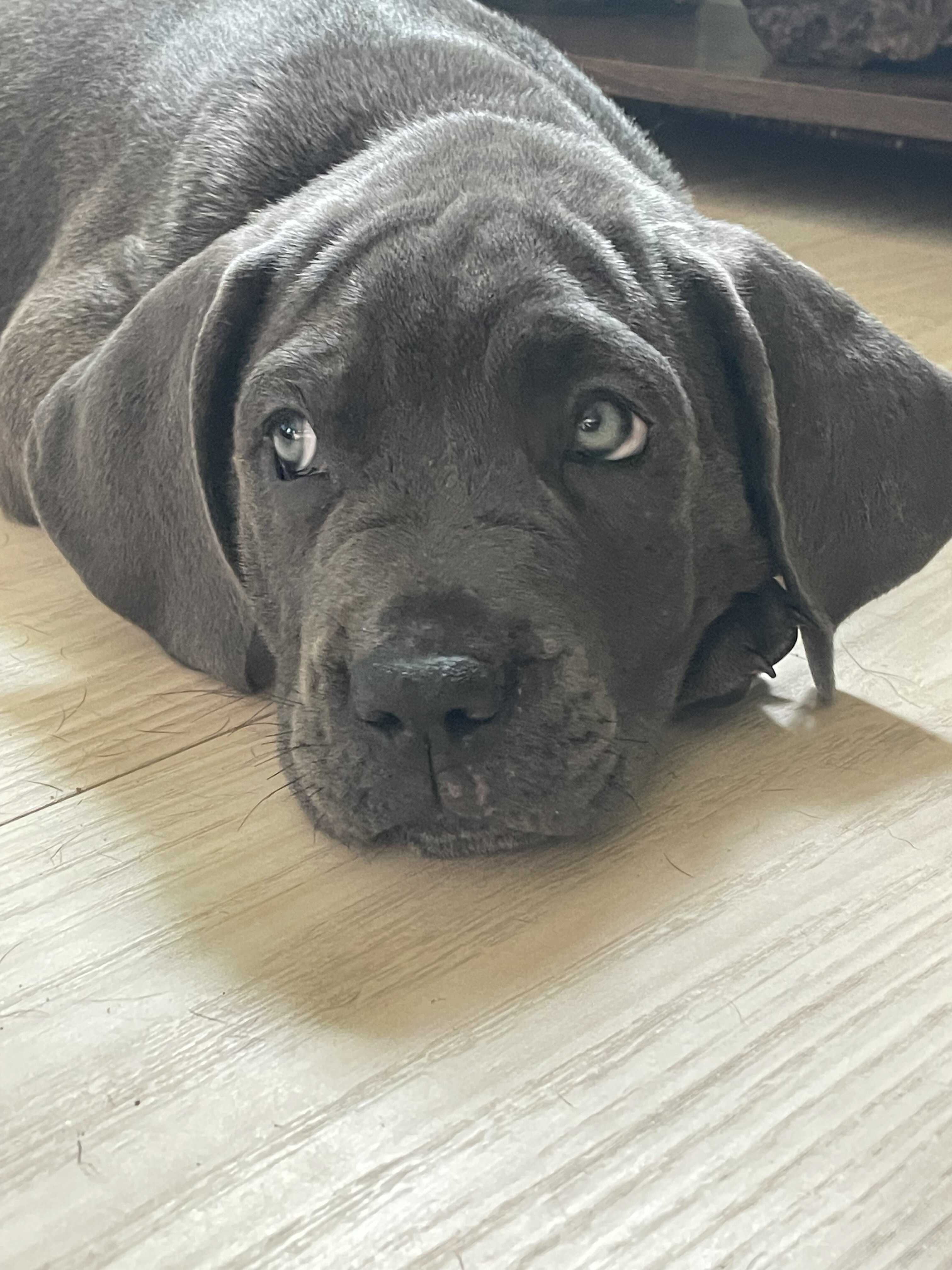 Pure Cane corso puppies image 3