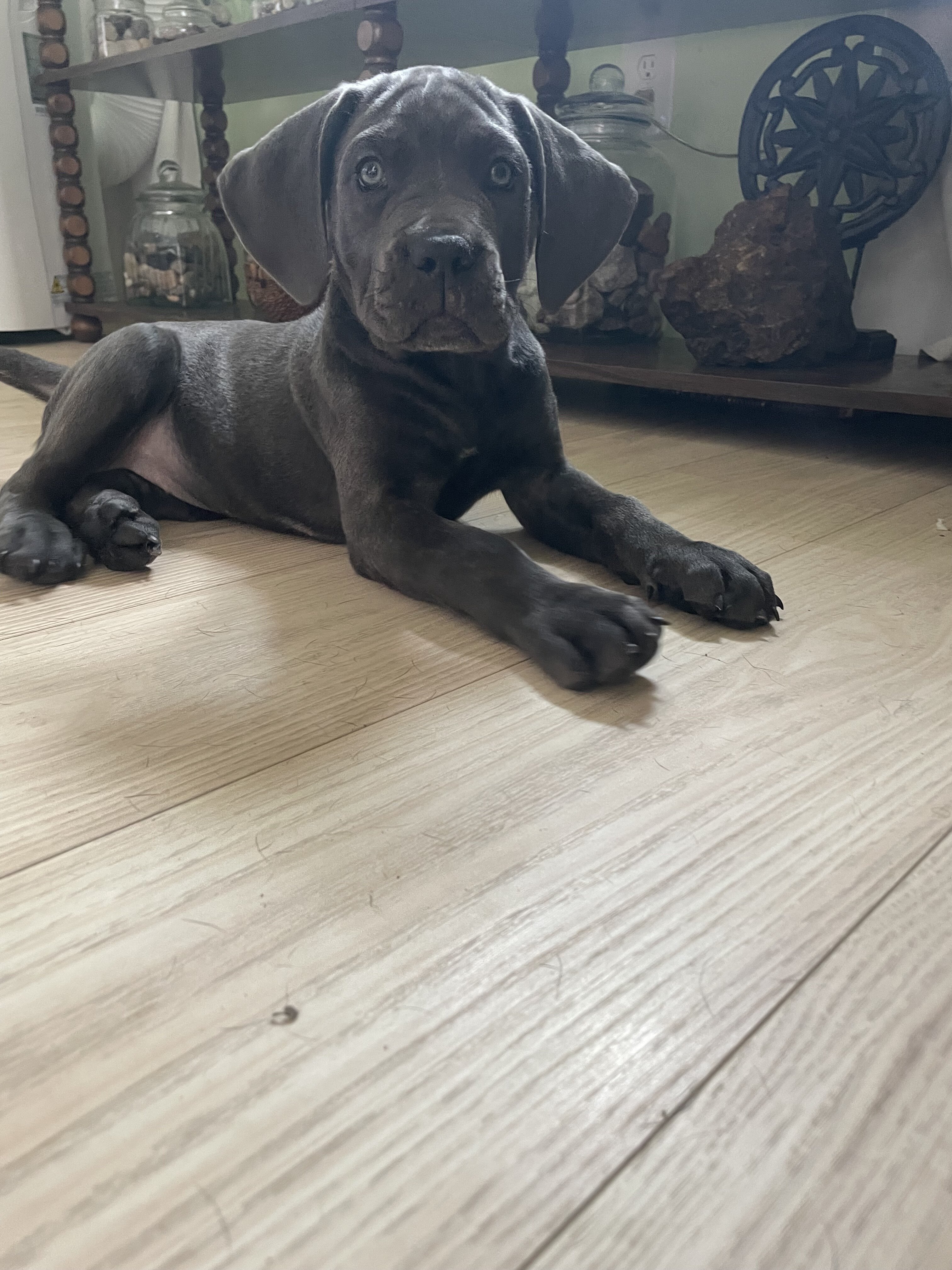 Pure Cane corso puppies image 2