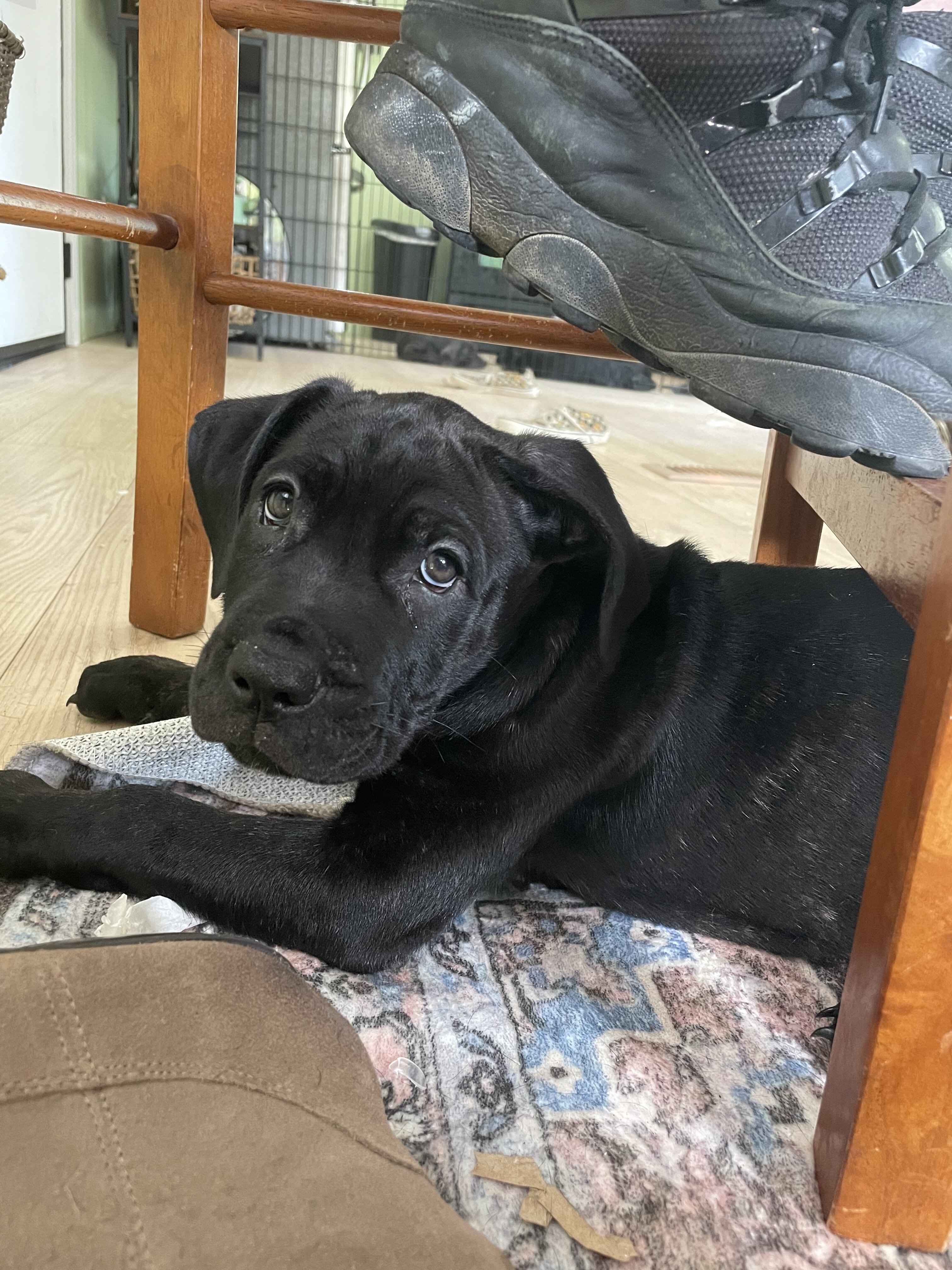 Pure Cane corso puppies image 4